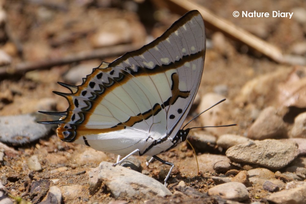 フォトギャラリー：タイリクフタオチョウ　Polyura eudamippus nigrobasalis