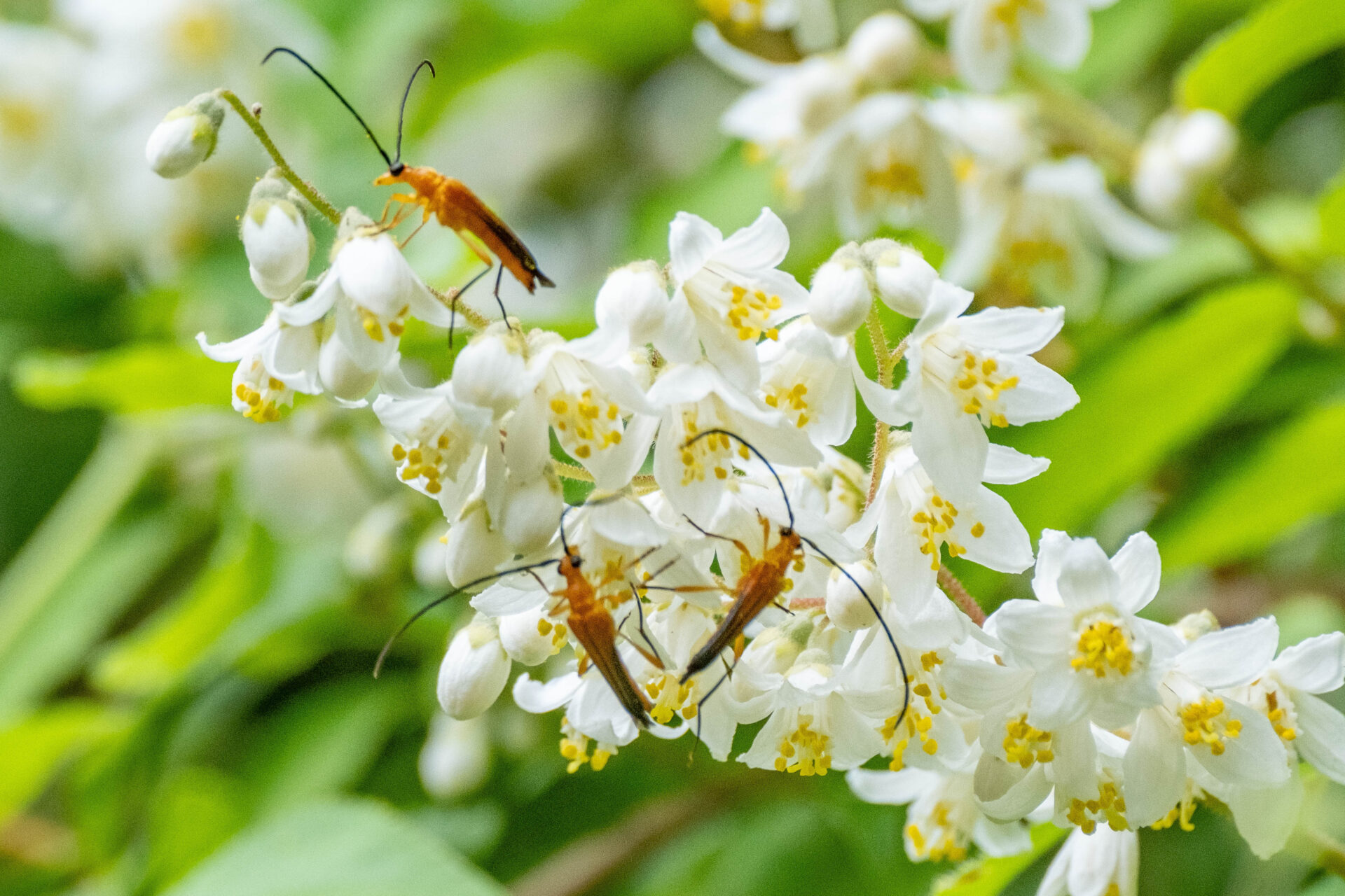 フォトギャラリー：クロサワヘリグロハナカミキリ - (2)