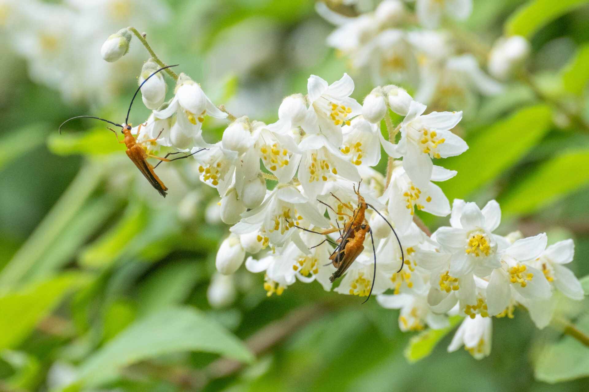 フォトギャラリー：クロサワヘリグロハナカミキリ - (3)