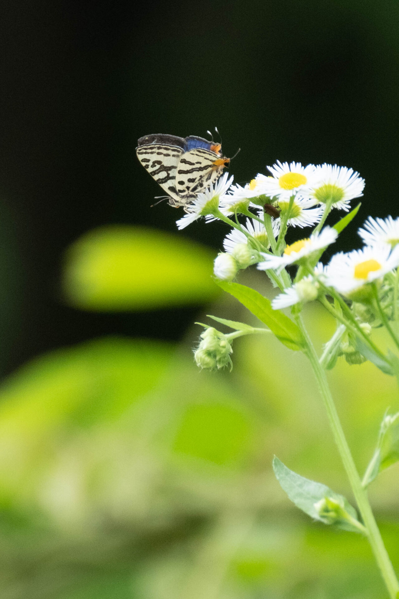 フォトギャラリー：キマダラルリツバメシジミ - (3)