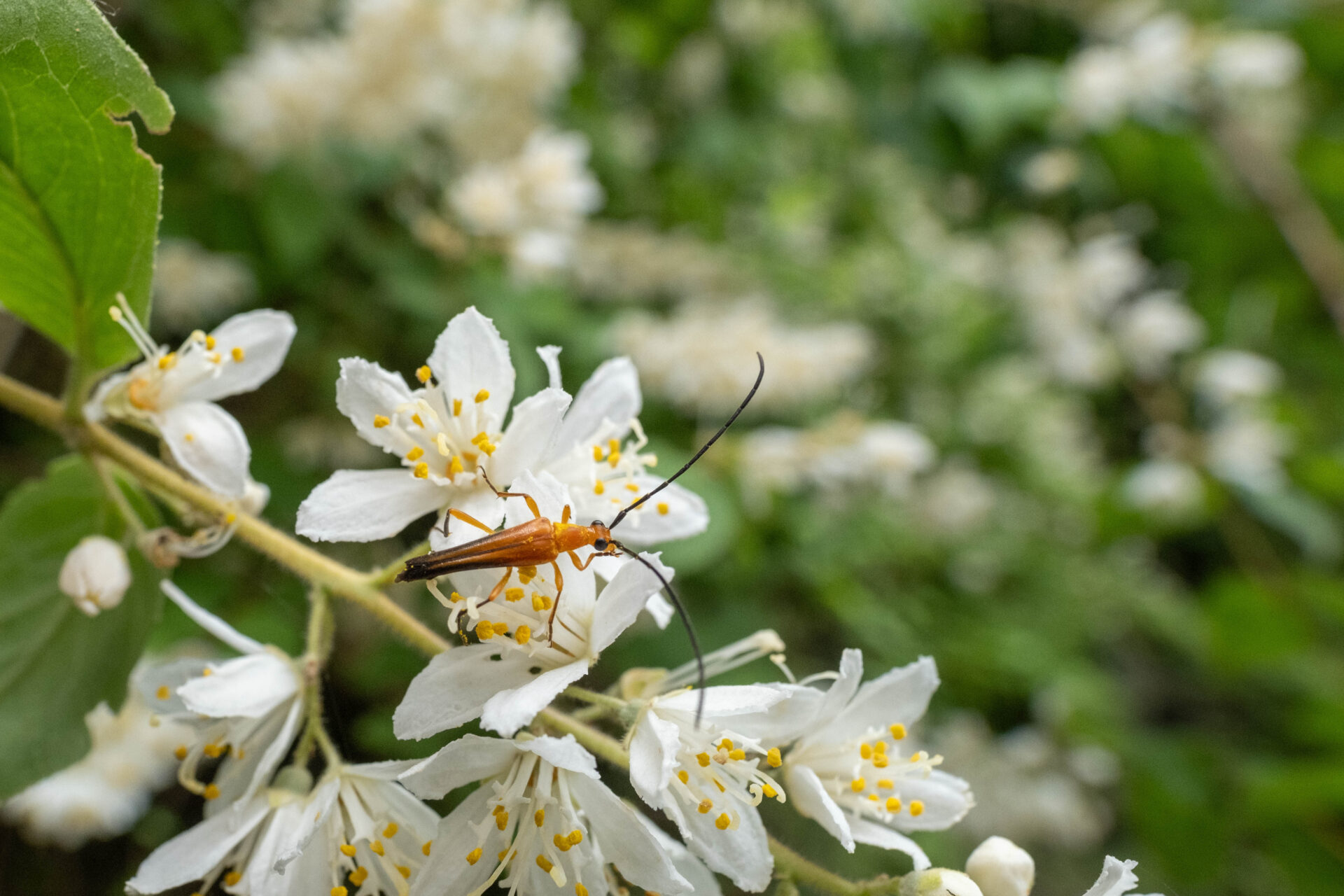 フォトギャラリー：クロサワヘリグロハナカミキリ - (4)