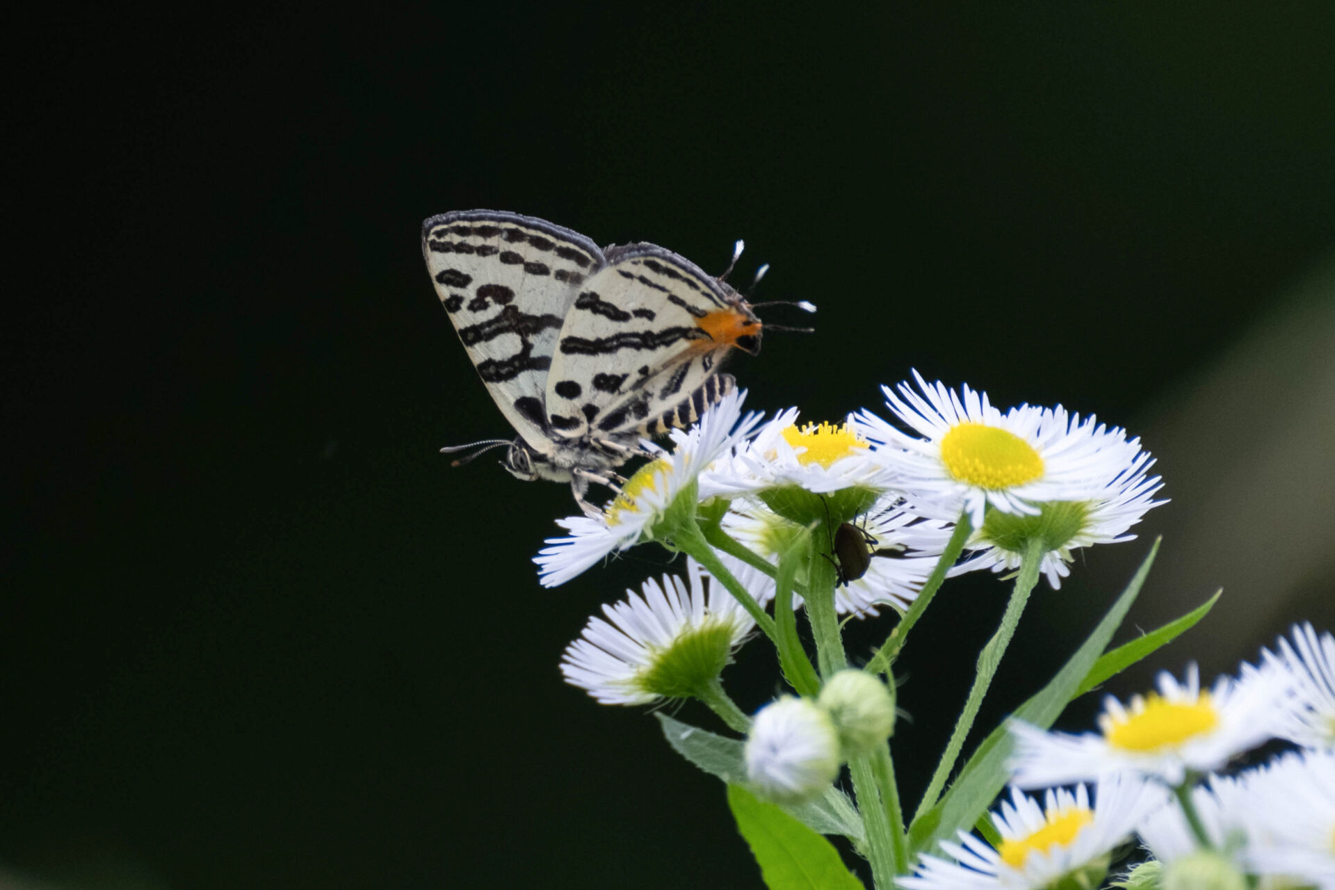 フォトギャラリー：キマダラルリツバメシジミ