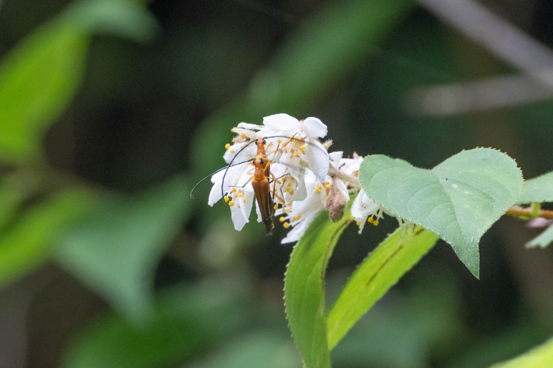 フォトギャラリー：クロサワヘリグロハナカミキリ - (5)