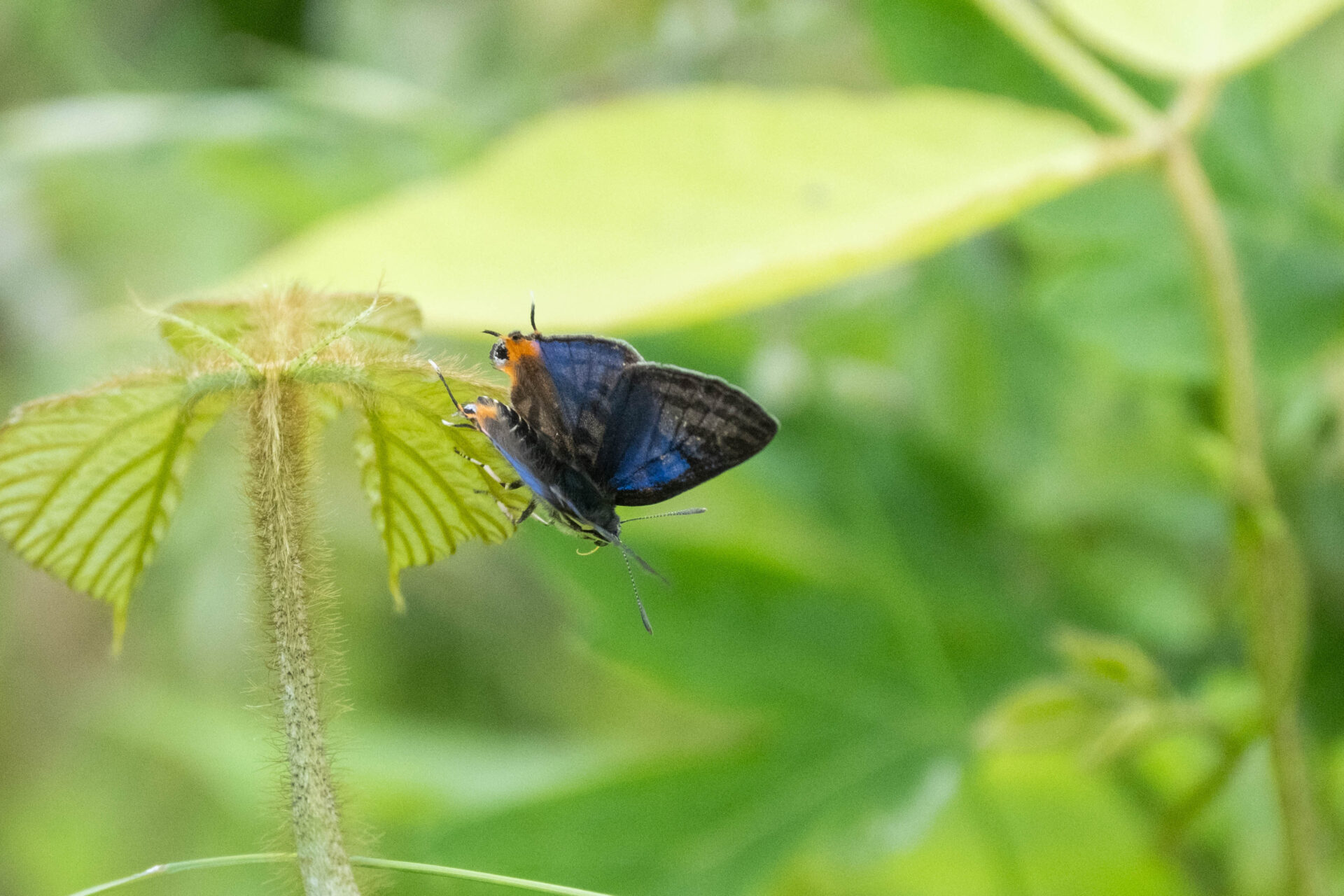 フォトギャラリー：キマダラルリツバメシジミ - (4)