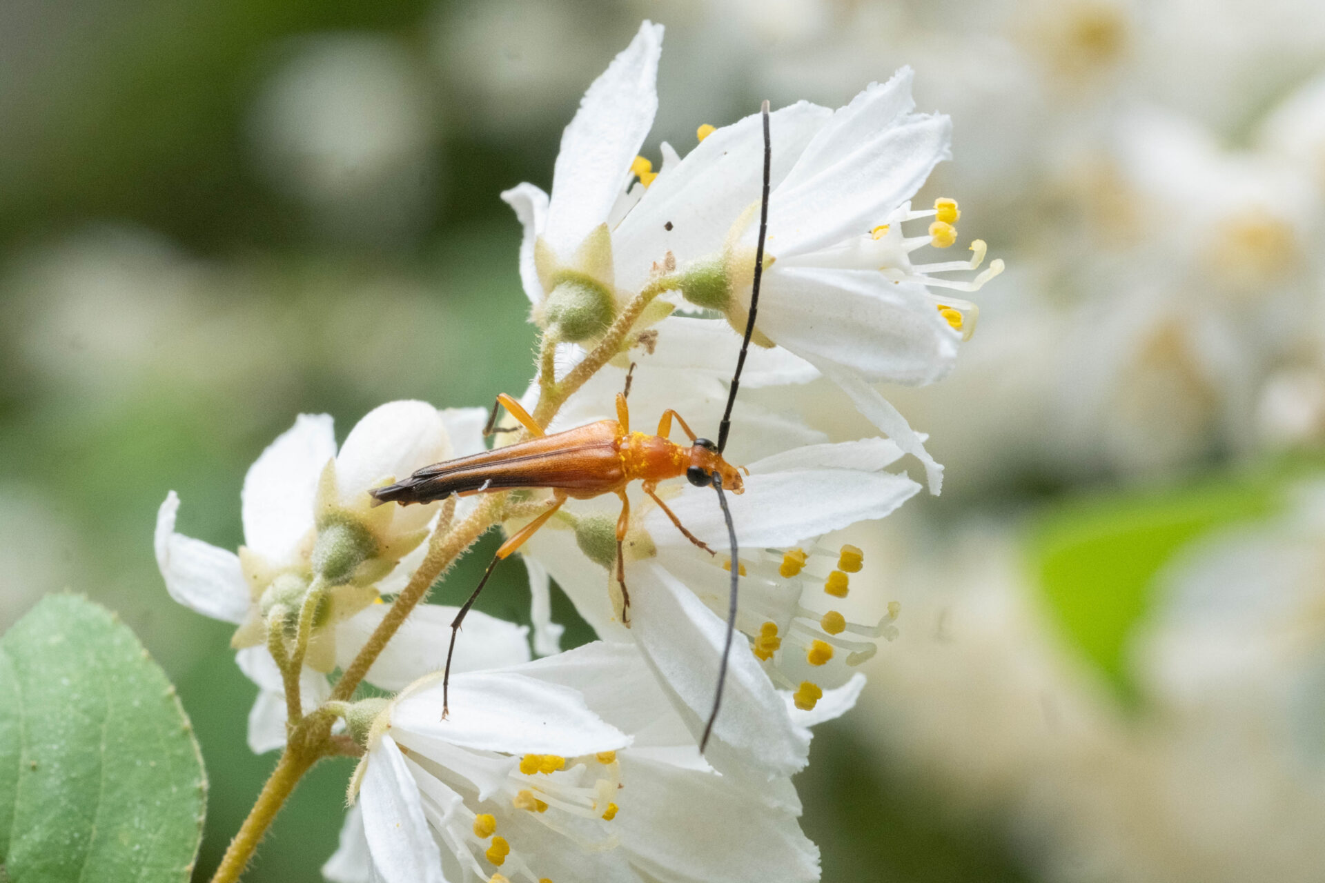 フォトギャラリー：クロサワヘリグロハナカミキリ