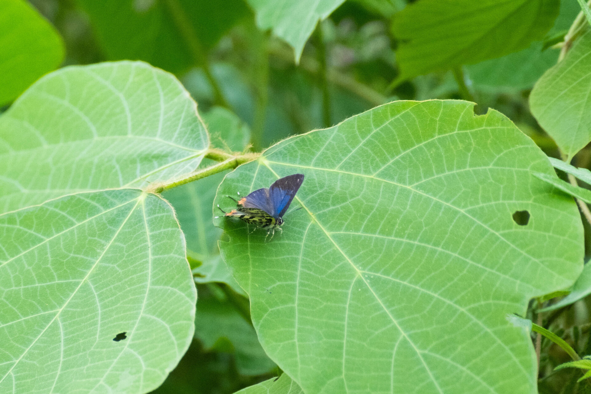 フォトギャラリー：キマダラルリツバメシジミ - (5)
