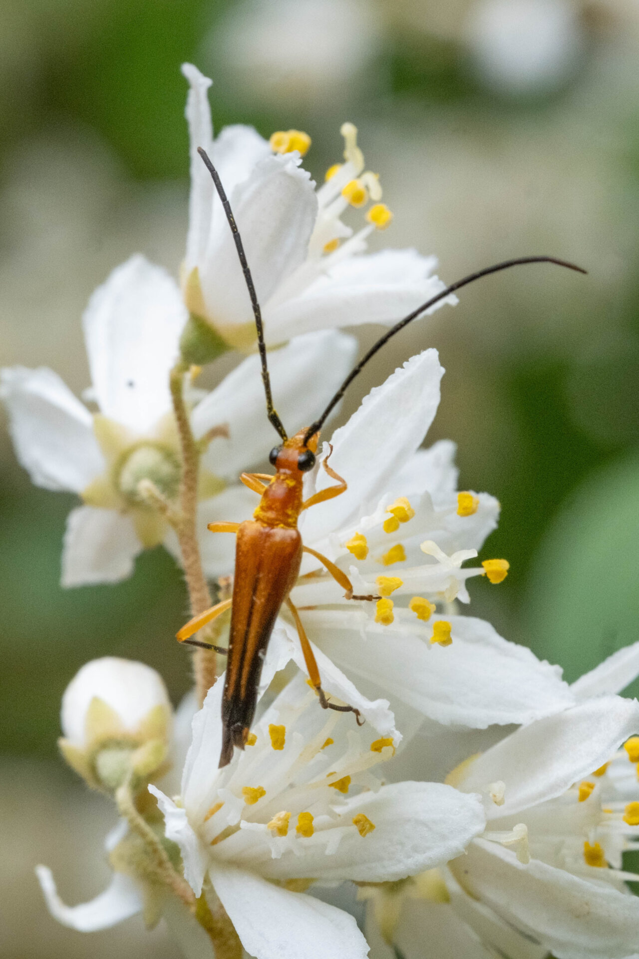 フォトギャラリー：クロサワヘリグロハナカミキリ - (6)