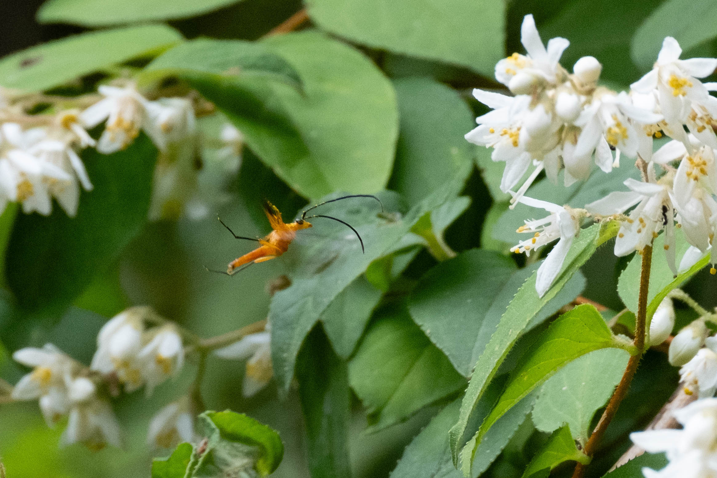 フォトギャラリー：クロサワヘリグロハナカミキリ - (7)
