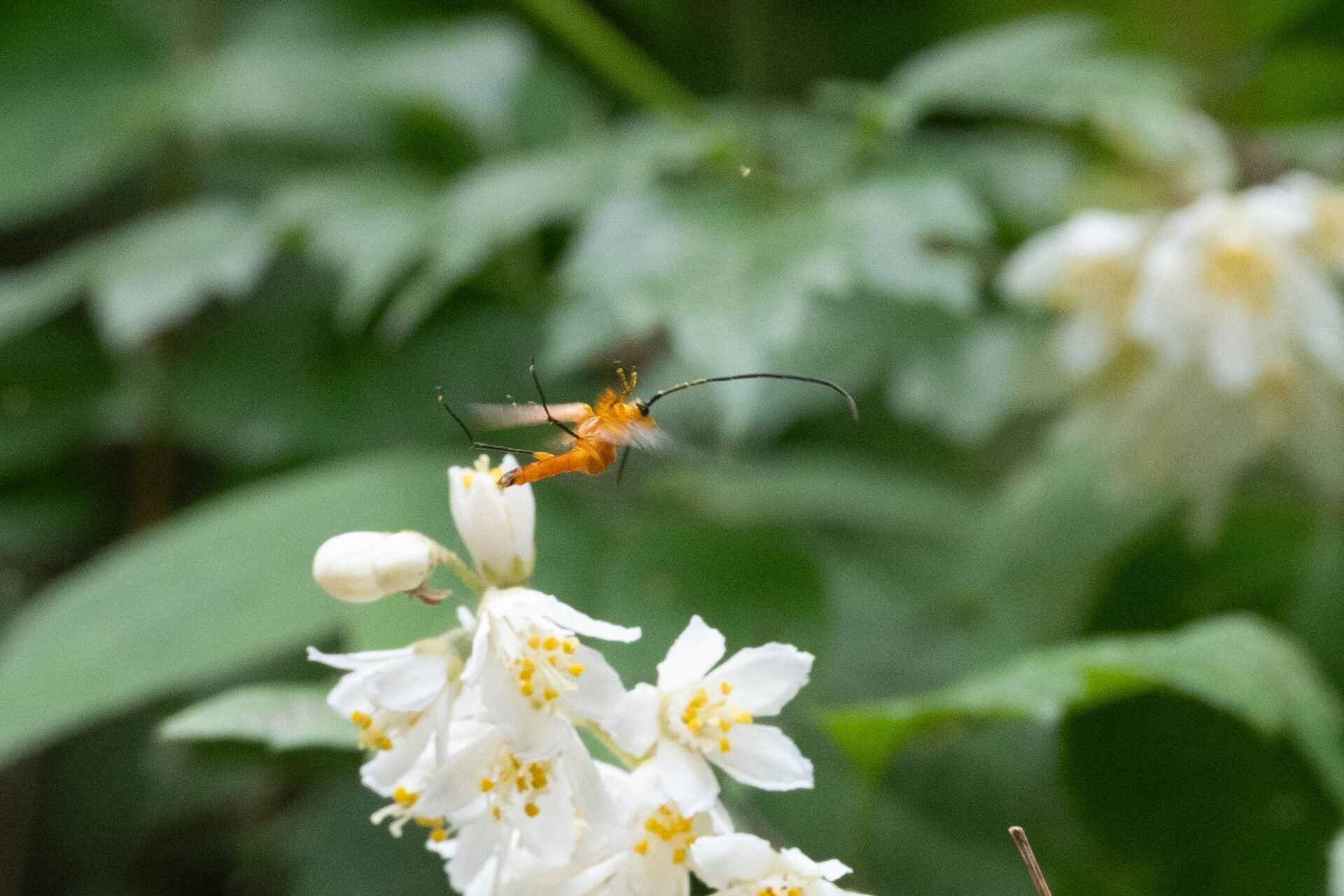 フォトギャラリー：クロサワヘリグロハナカミキリ - (8)