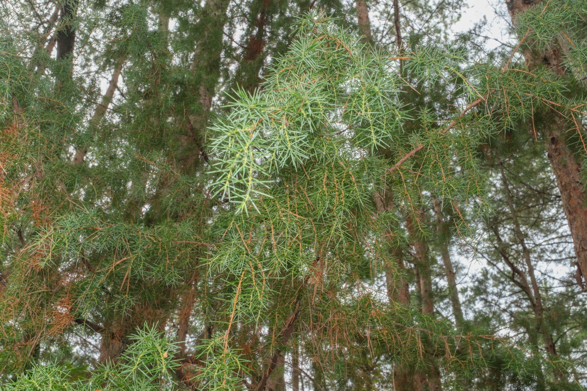 フォトギャラリー：ケブカマルクビカミキリ - (4)