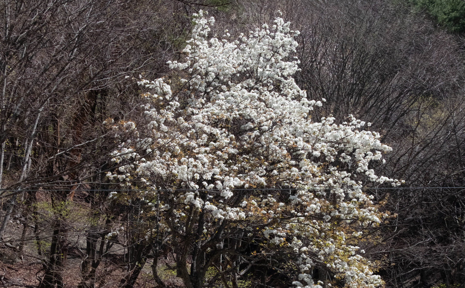 フォトギャラリー：トウキョウトラカミキリ - (11)