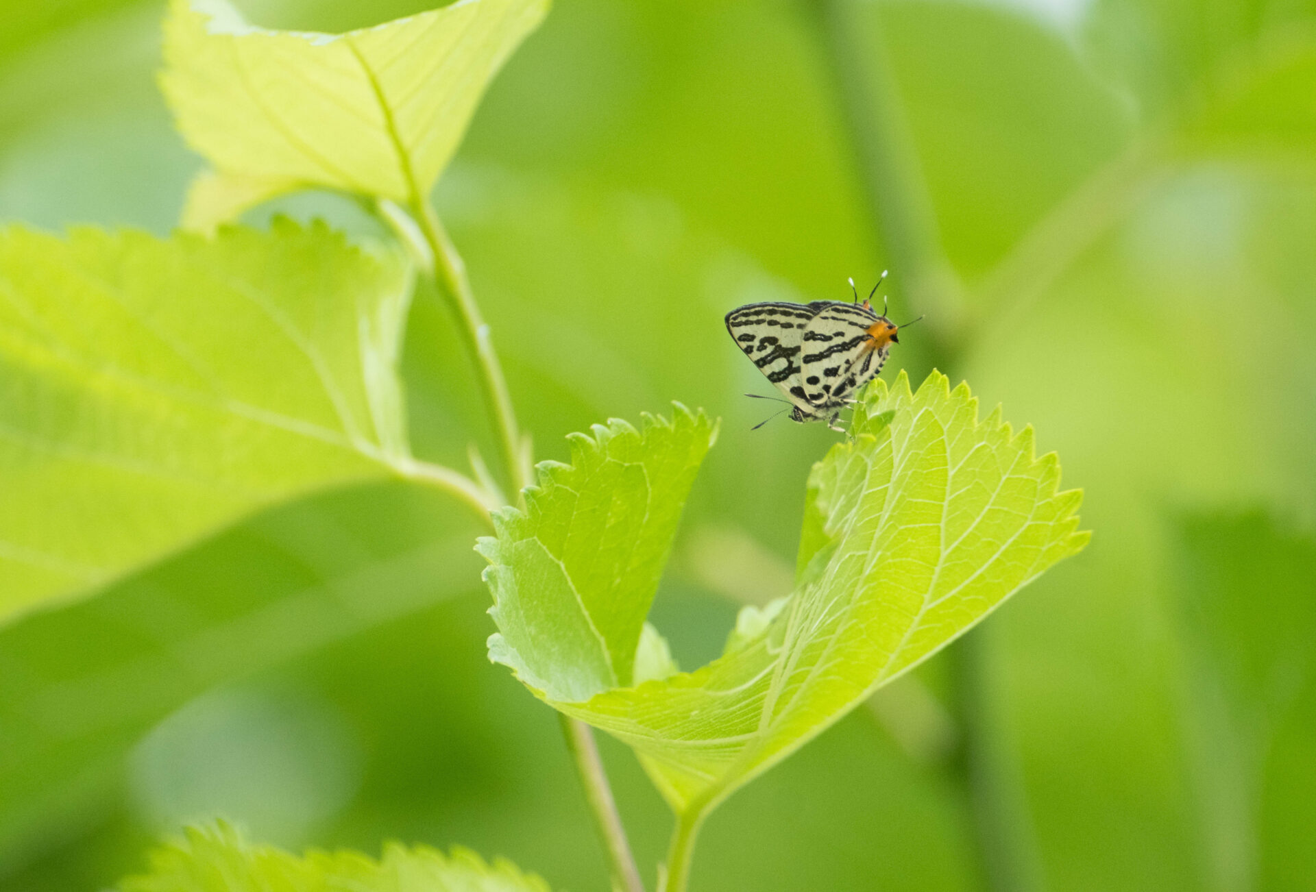 フォトギャラリー：キマダラルリツバメシジミ - (2)