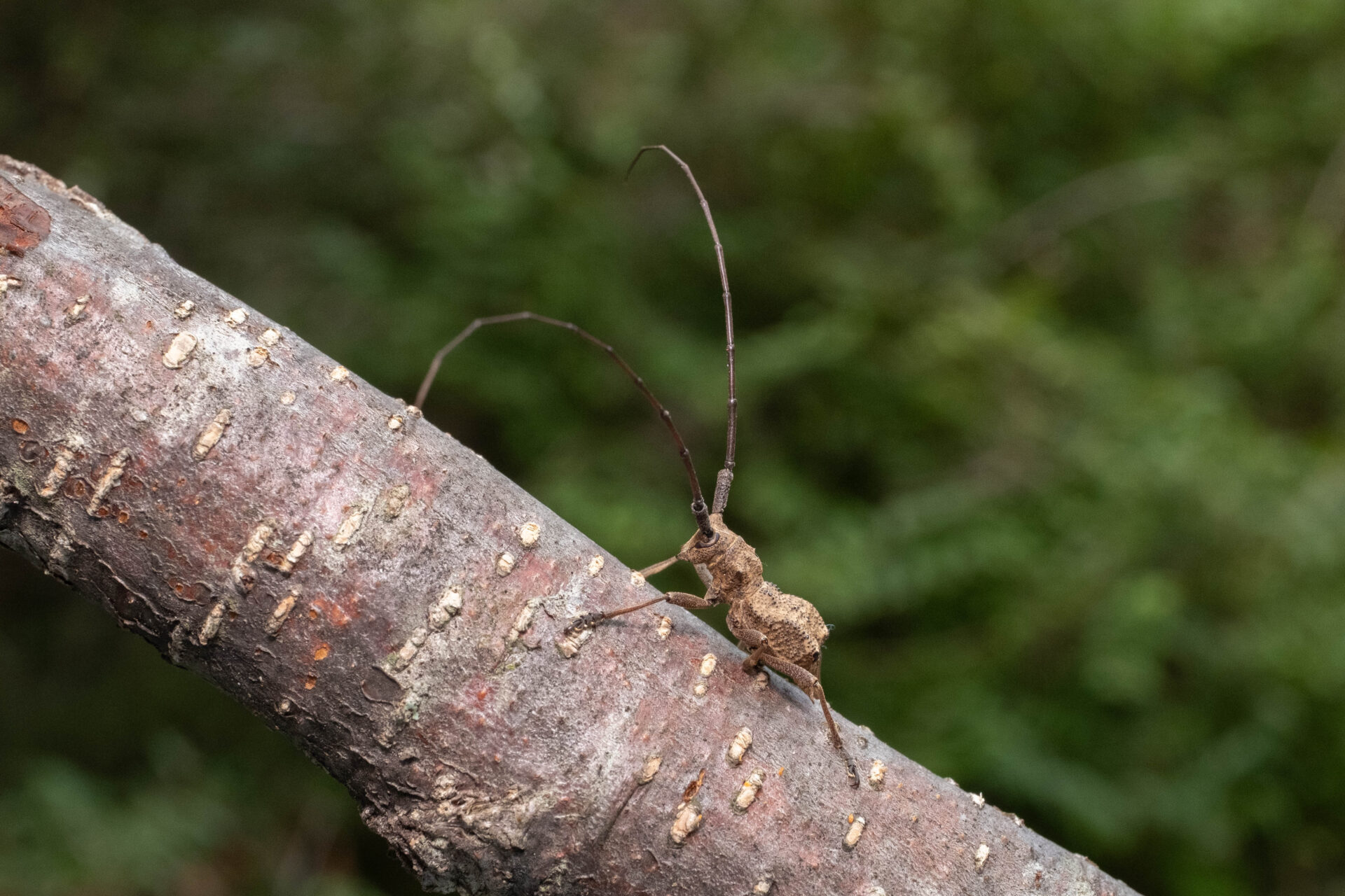 フォトギャラリー：イワワキセダカコブヤハズカミキリ