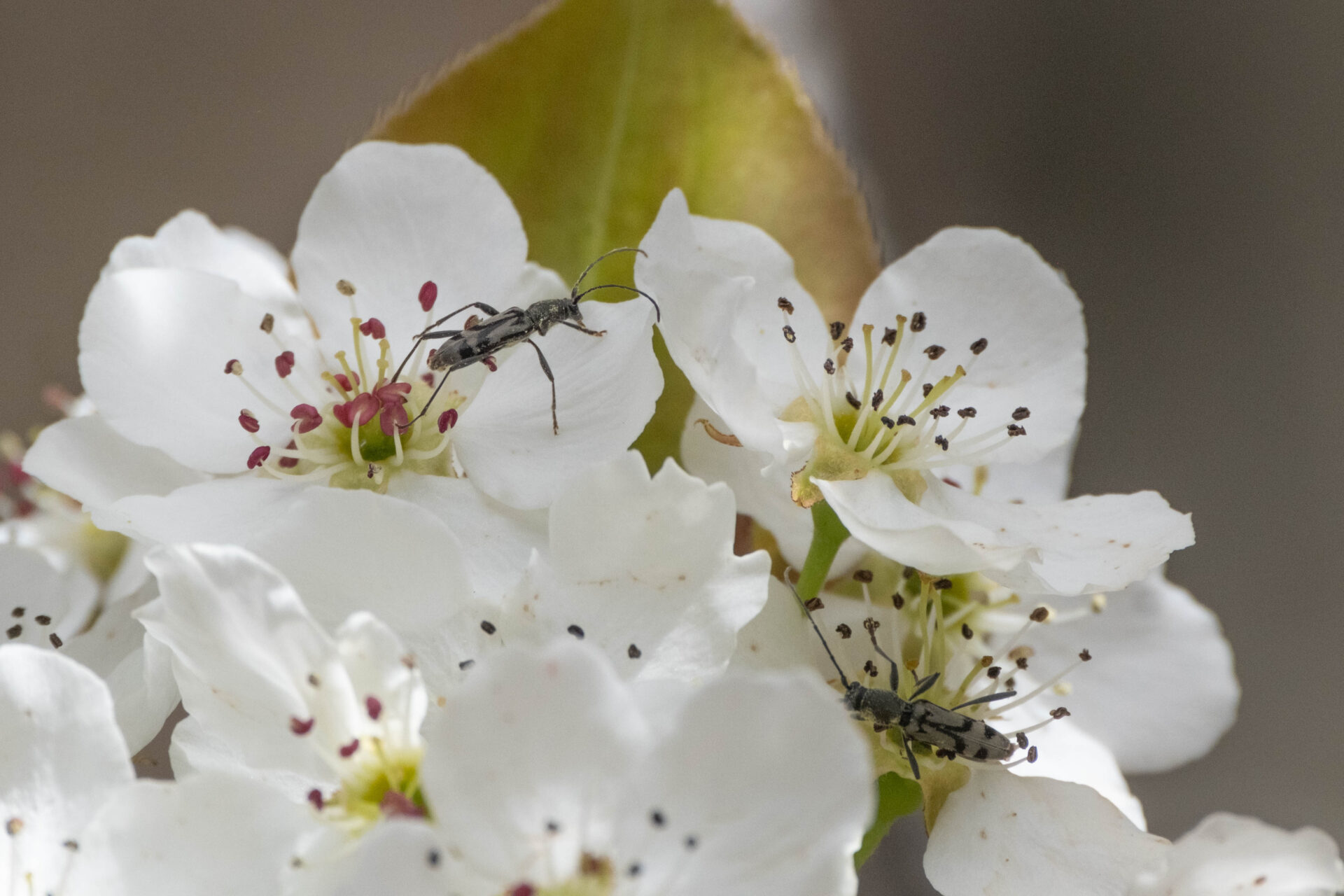 フォトギャラリー：トウキョウトラカミキリ - (9)