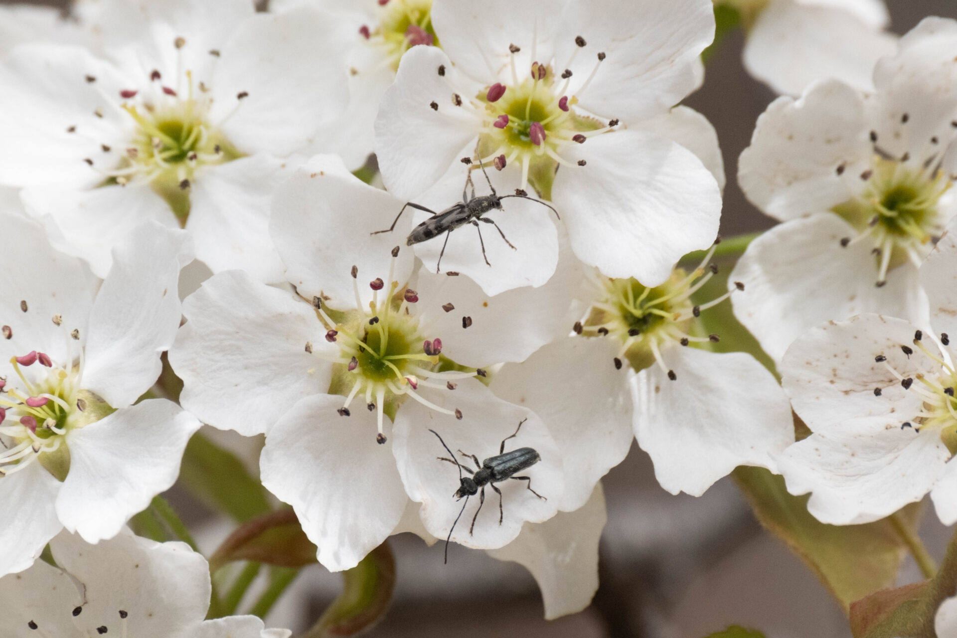 フォトギャラリー：トウキョウトラカミキリ - (5)