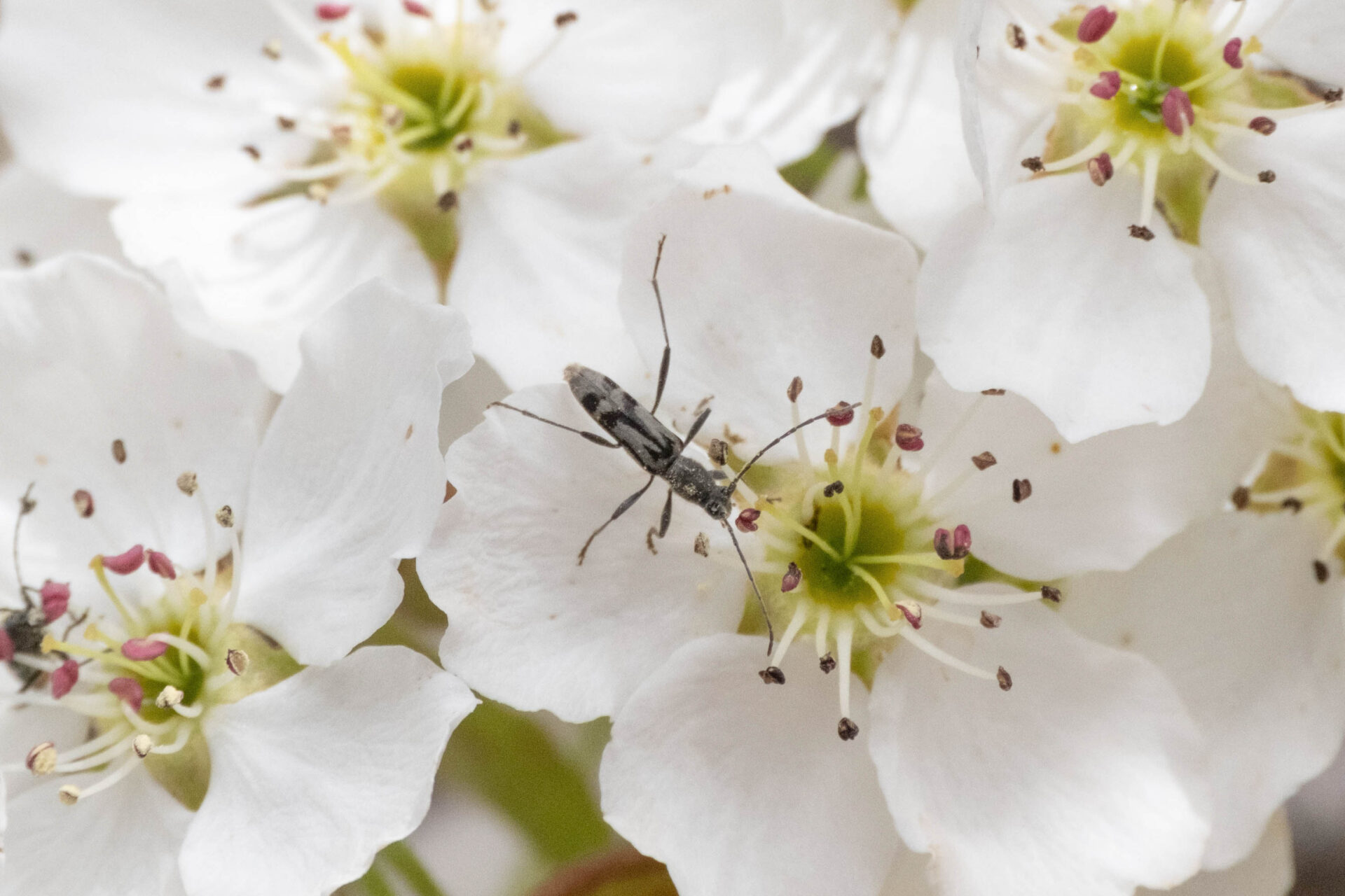 フォトギャラリー：トウキョウトラカミキリ - (2)