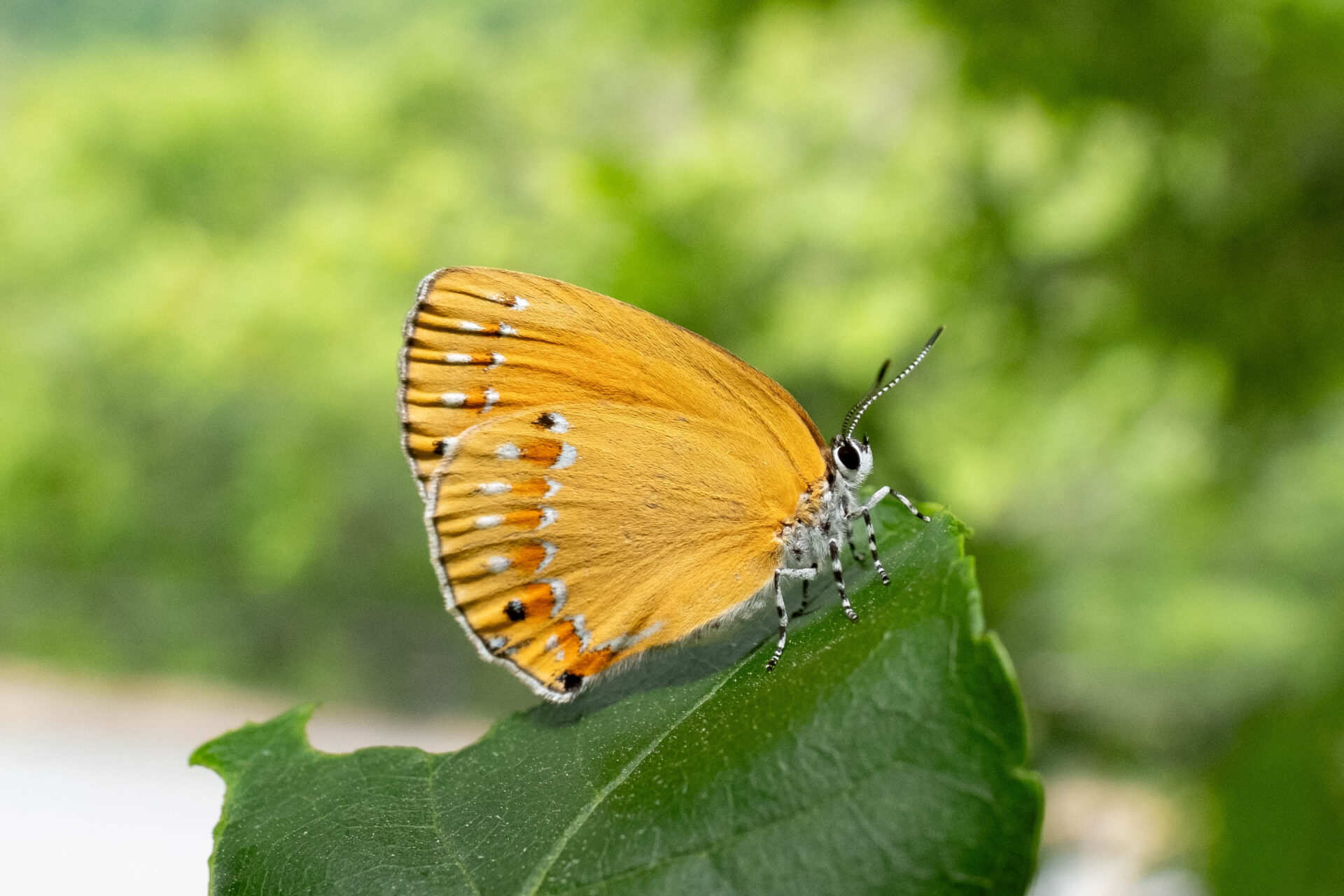 フォトギャラリー：チョウセンアカシジミ - (2)