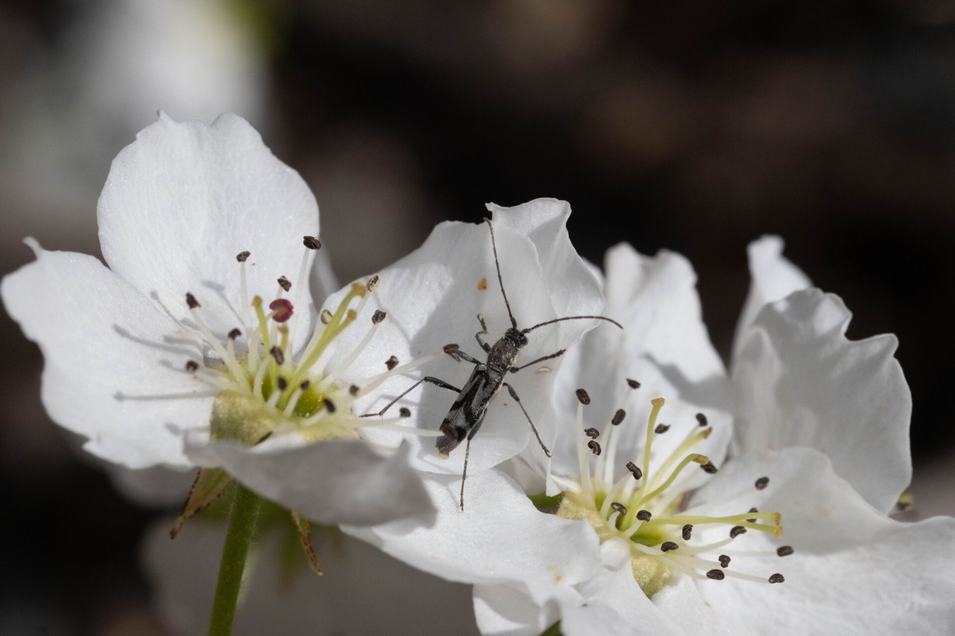 フォトギャラリー：トウキョウトラカミキリ - (3)