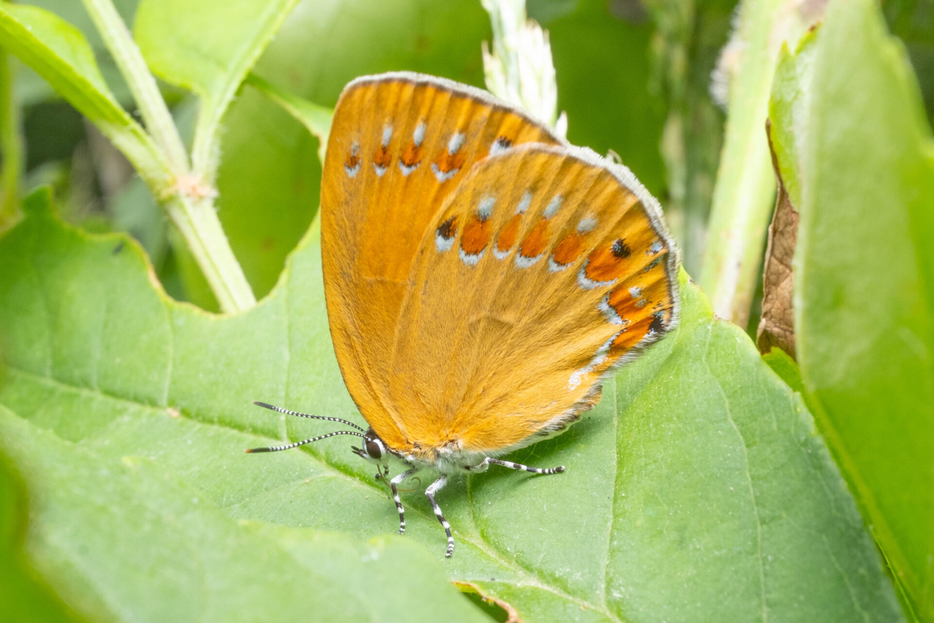 フォトギャラリー：チョウセンアカシジミ - (3)