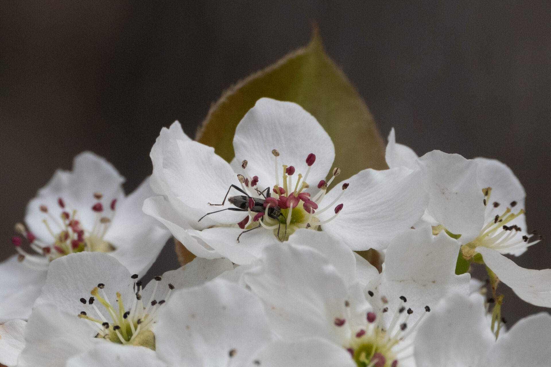 フォトギャラリー：トウキョウトラカミキリ - (4)
