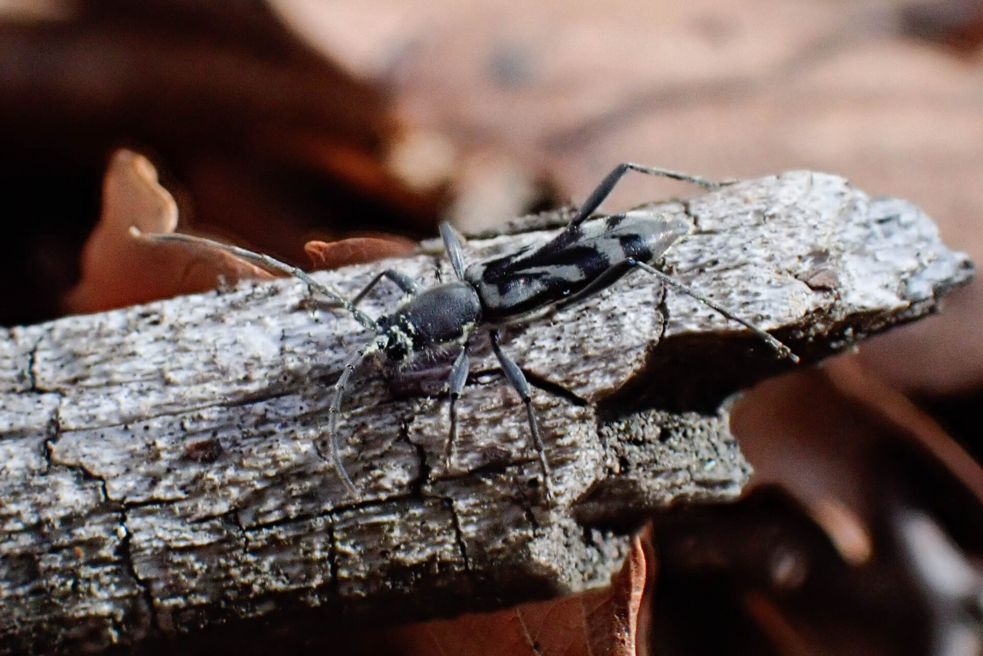 フォトギャラリー：トウキョウトラカミキリ - (10)