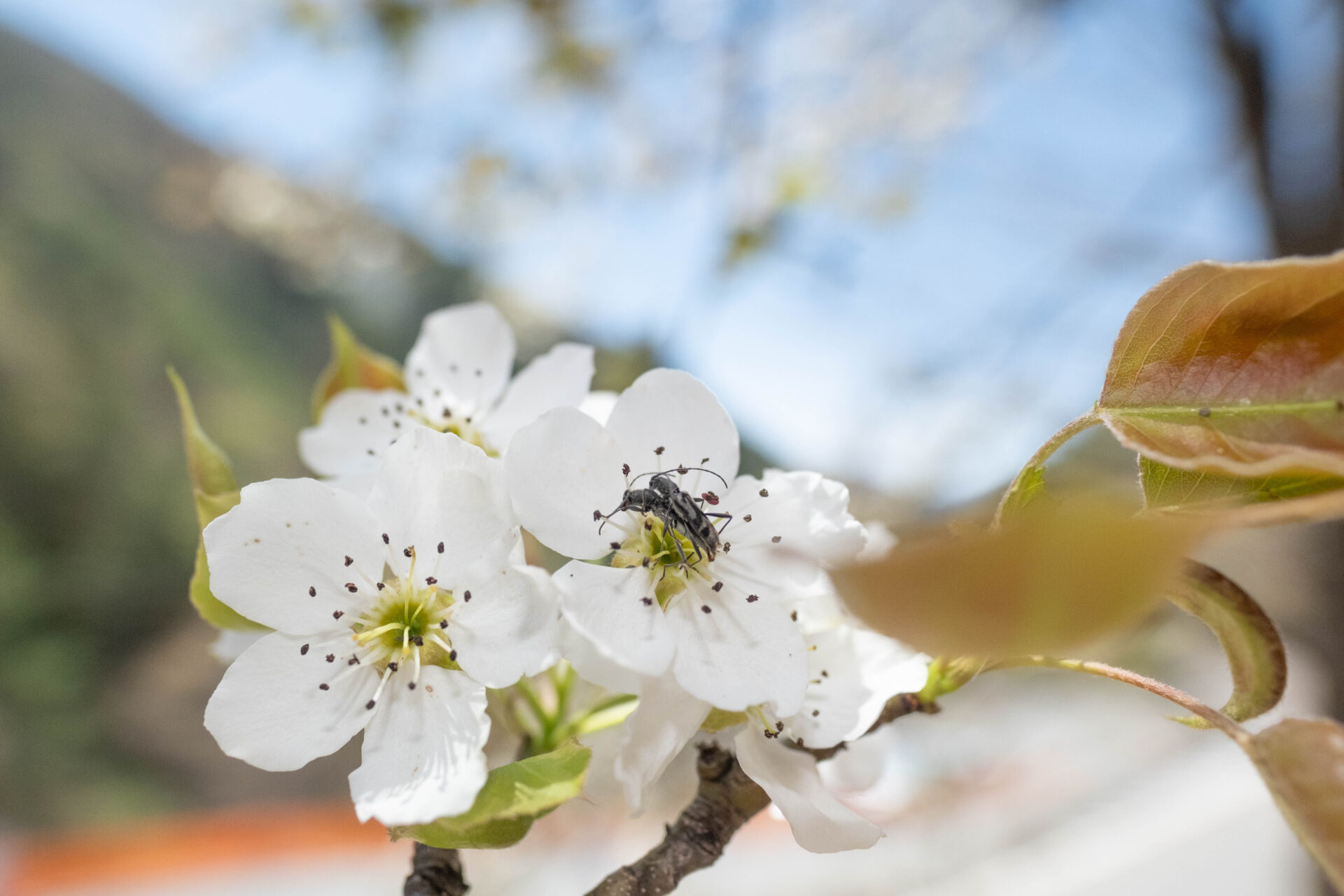 フォトギャラリー：トウキョウトラカミキリ - (6)