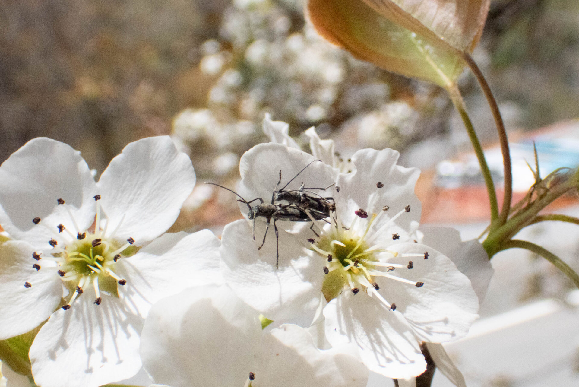 フォトギャラリー：トウキョウトラカミキリ - (7)