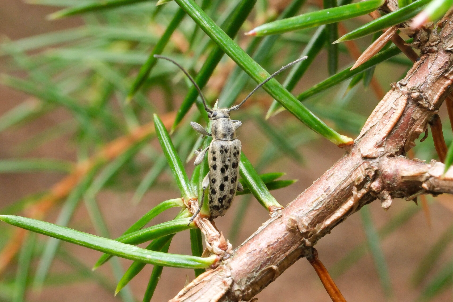 フォトギャラリー：ケブカマルクビカミキリ - (3)