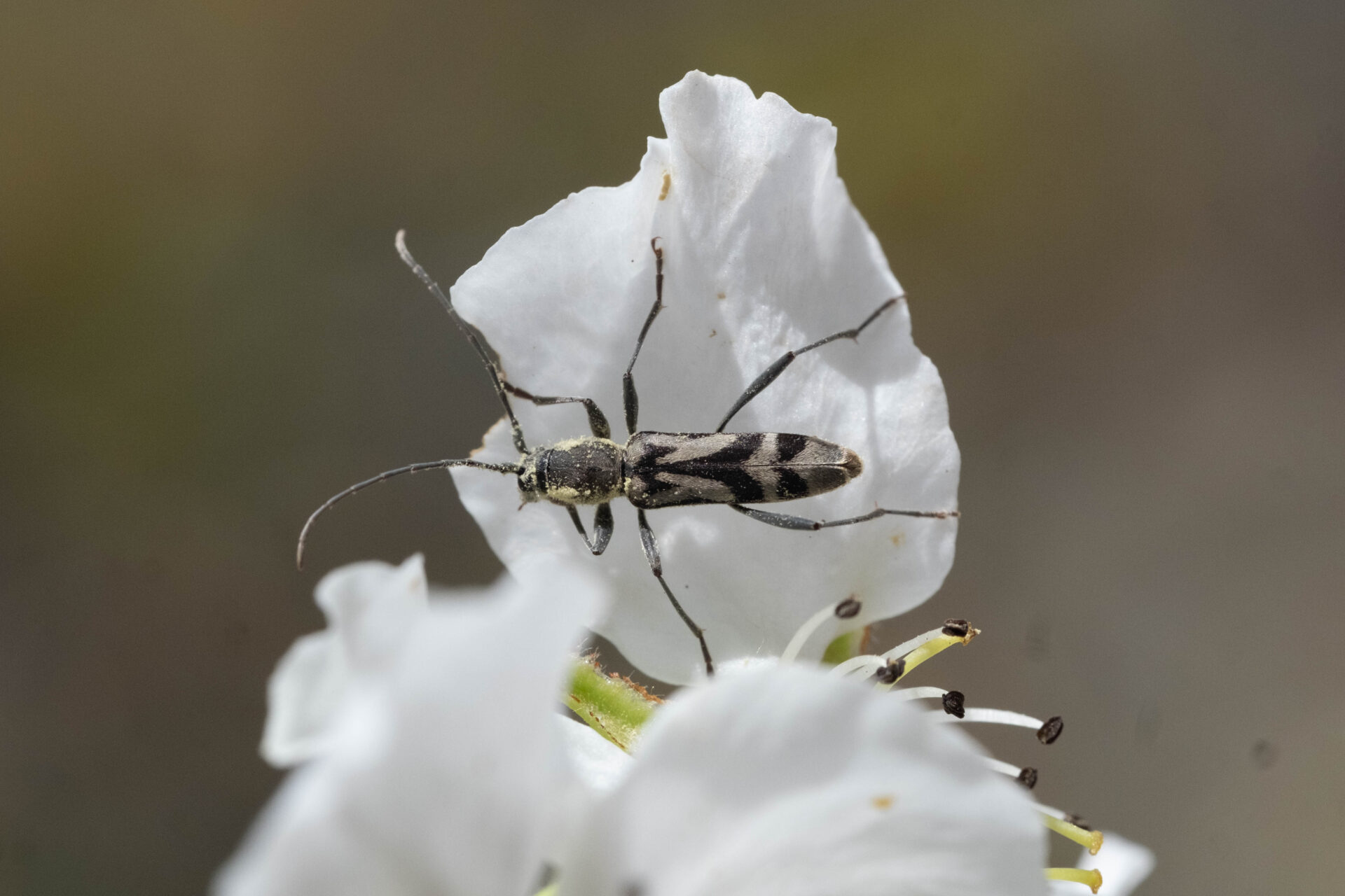 フォトギャラリー：トウキョウトラカミキリ
