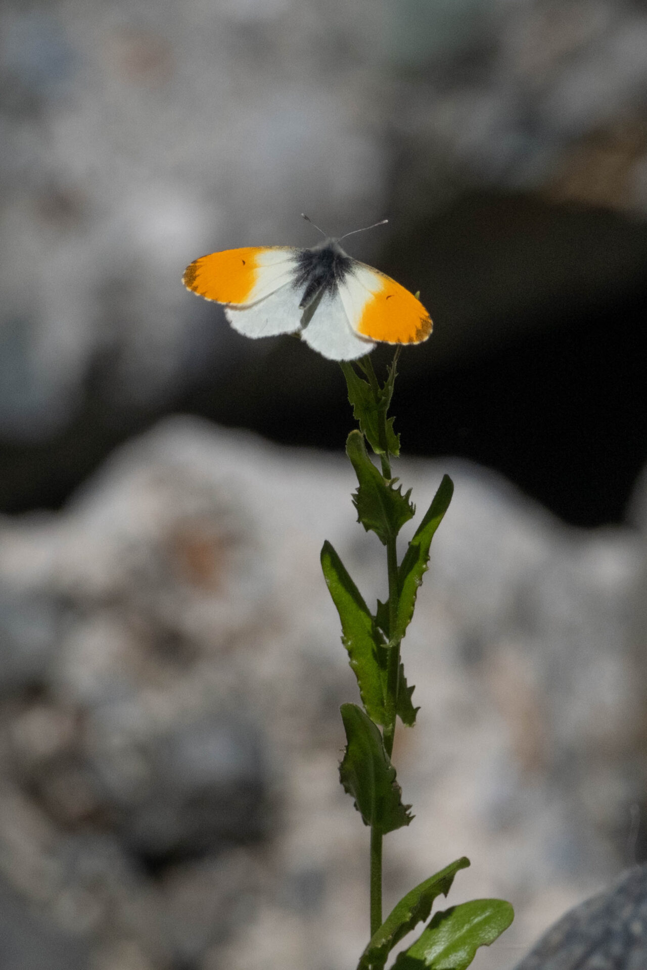 フォトギャラリー：クモマツマキチョウ - (5)