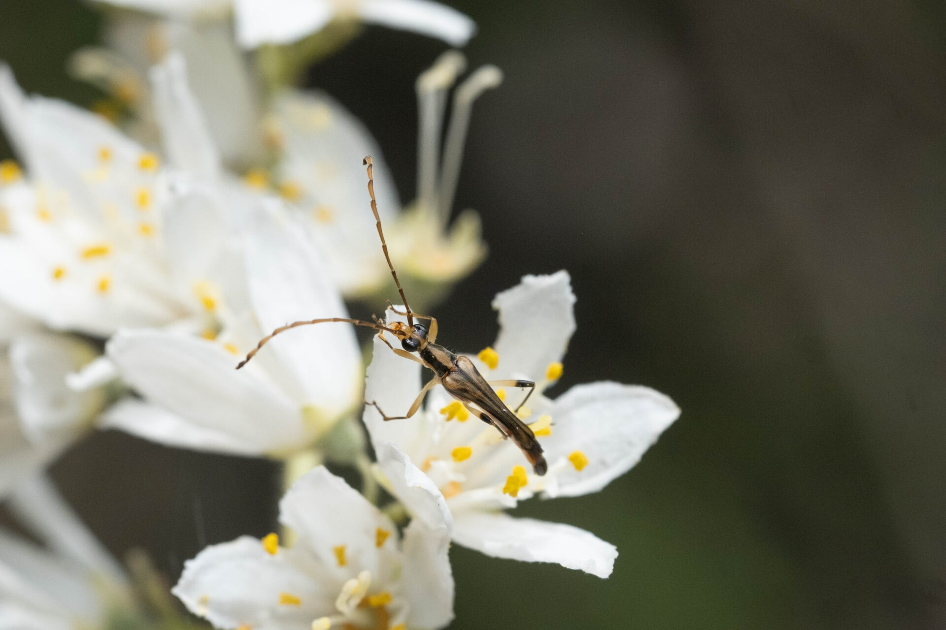 フォトギャラリー：クロサワヘリグロハナカミキリ - (9)