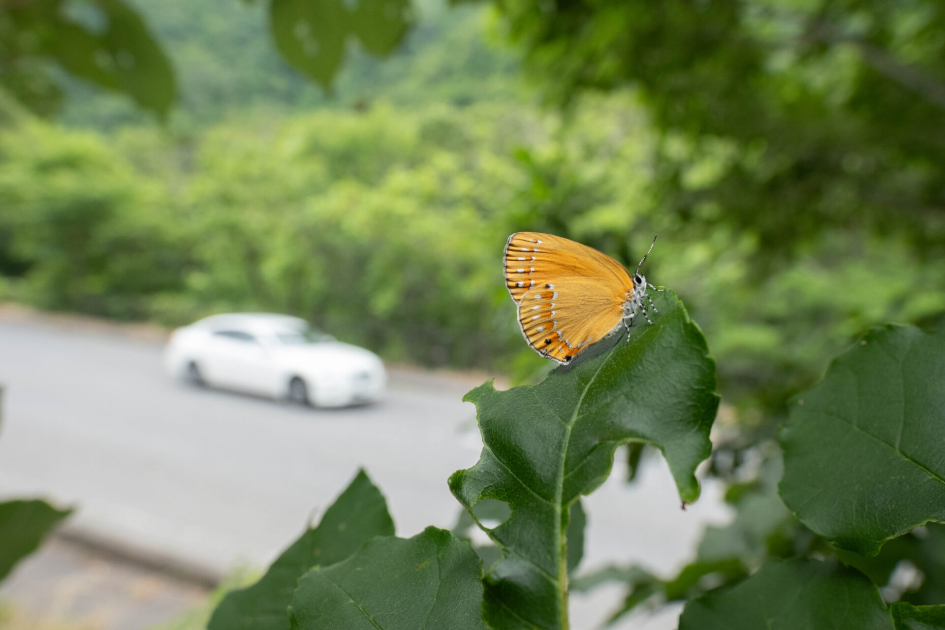 フォトギャラリー：チョウセンアカシジミ