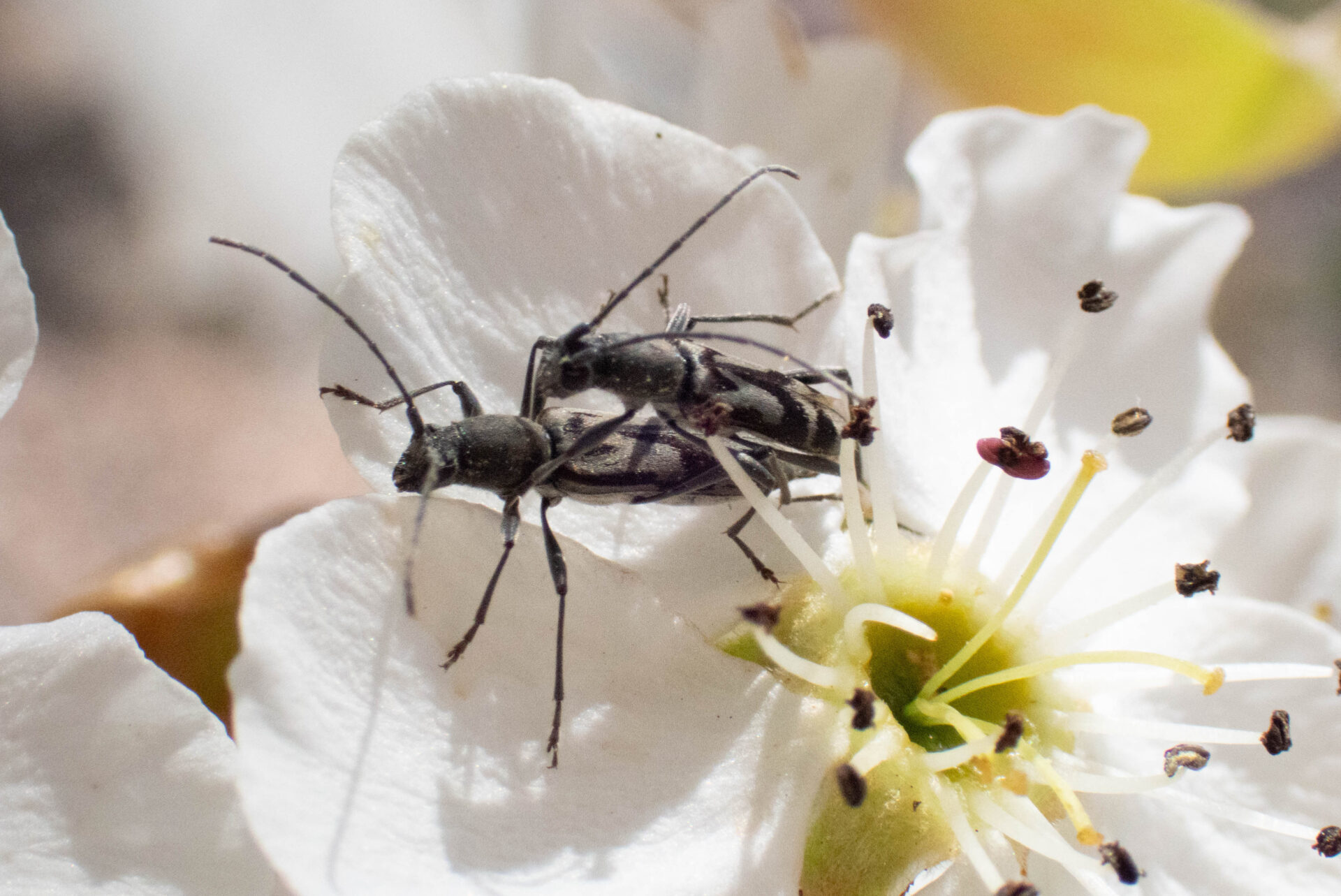 フォトギャラリー：トウキョウトラカミキリ - (8)