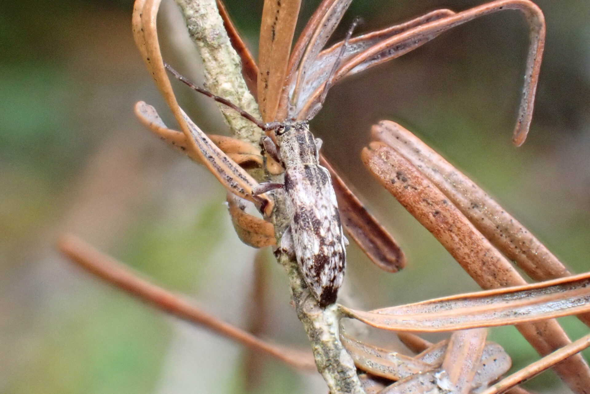 フォトギャラリー：シロオビドイカミキリ
