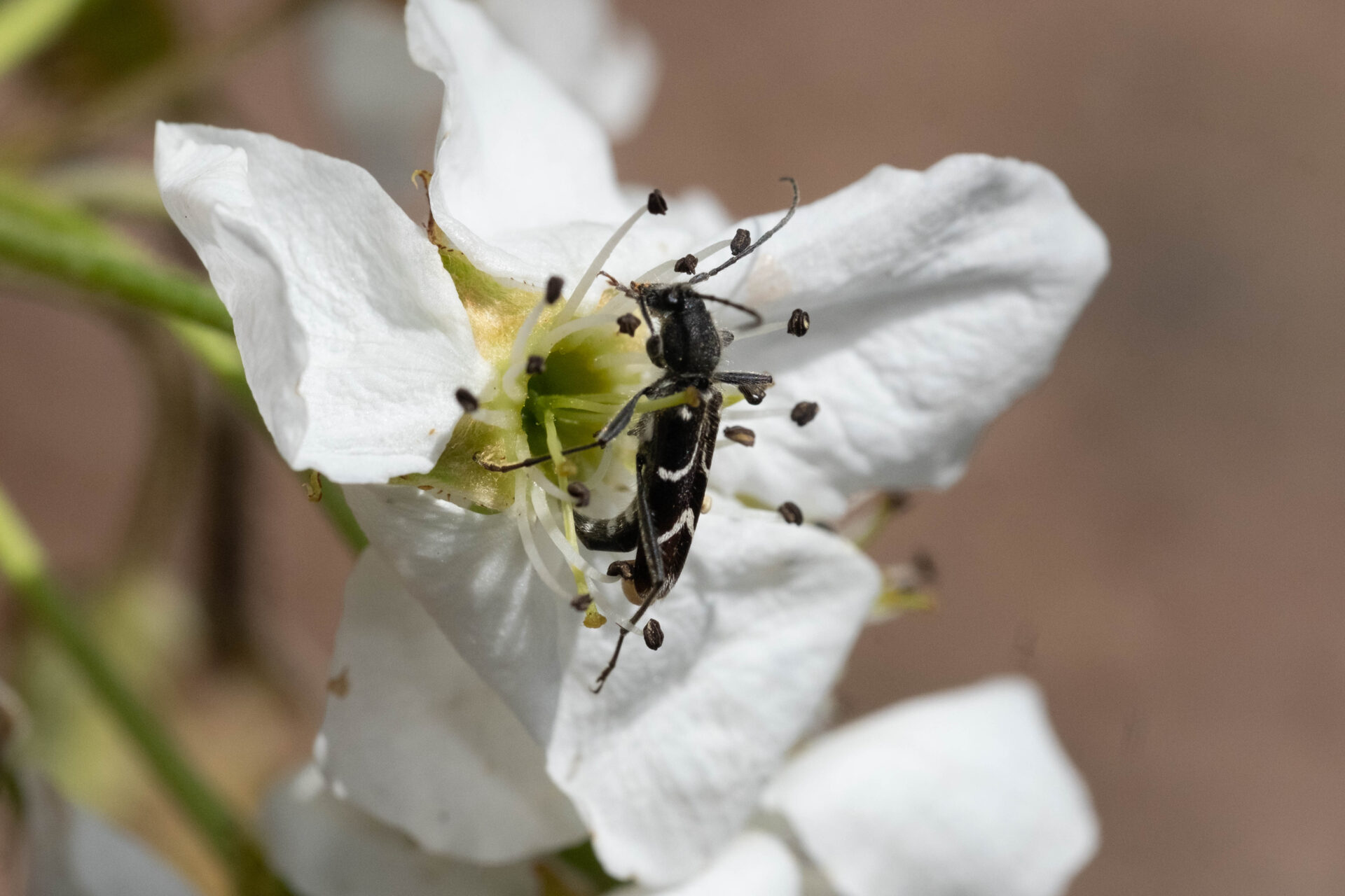 フォトギャラリー：ヤマトシロオビトラカミキリ - (2)