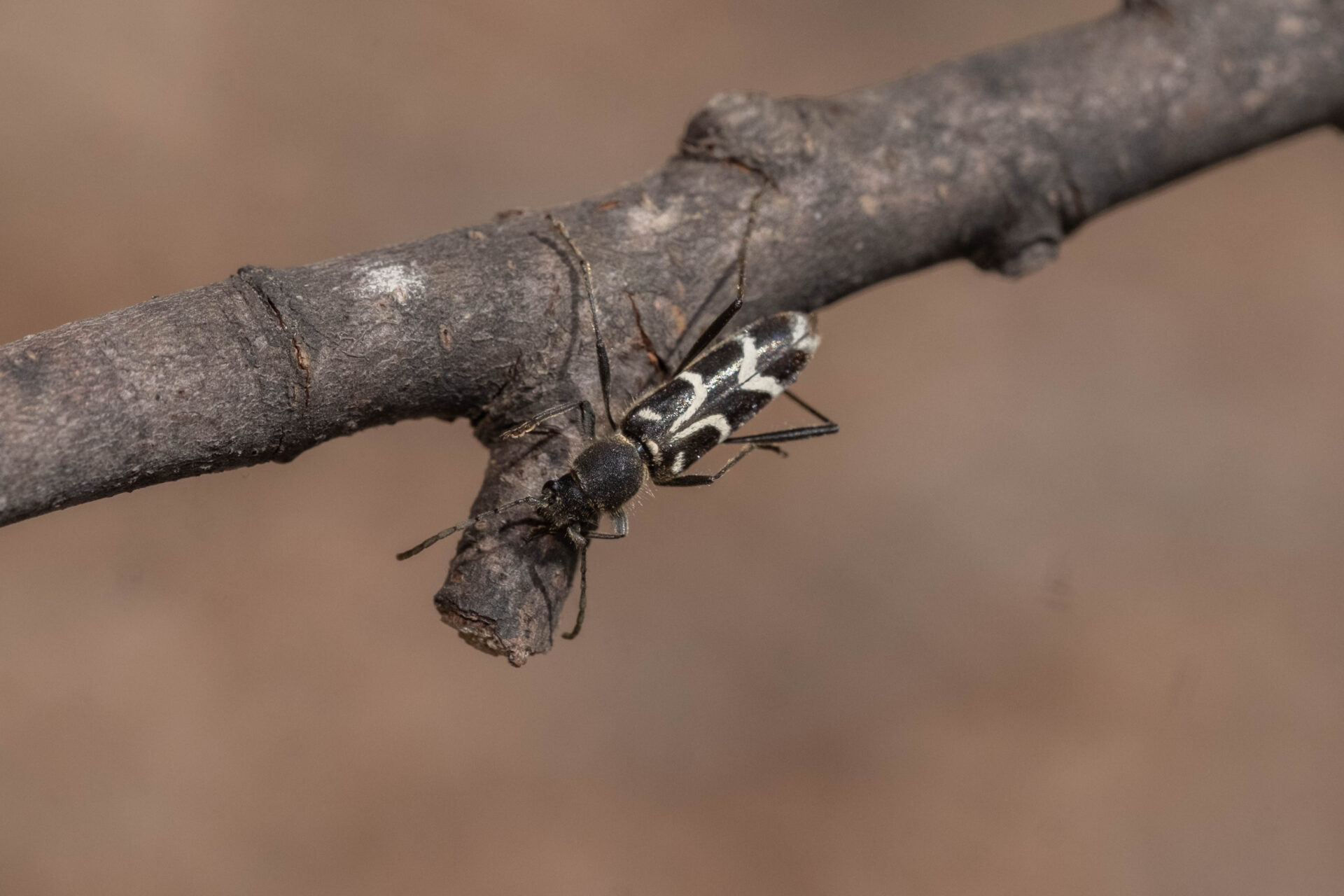 フォトギャラリー：ヤマトシロオビトラカミキリ