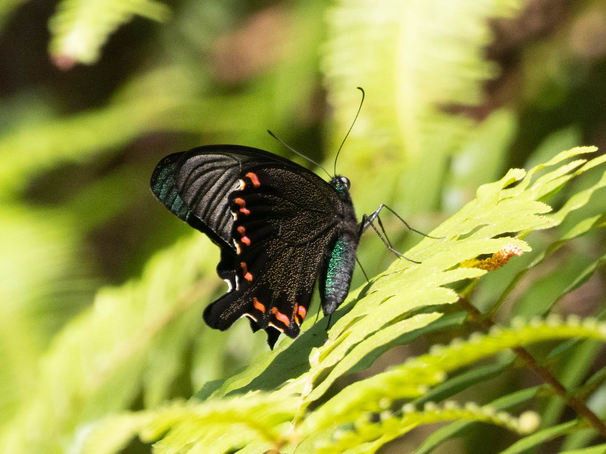 フォトギャラリー：ヤエヤマカラスアゲハ - (2)