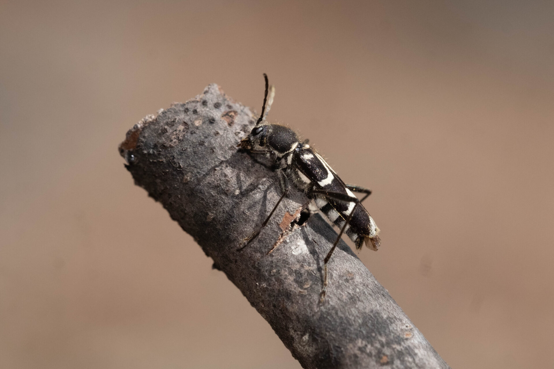 フォトギャラリー：ヤマトシロオビトラカミキリ - (3)