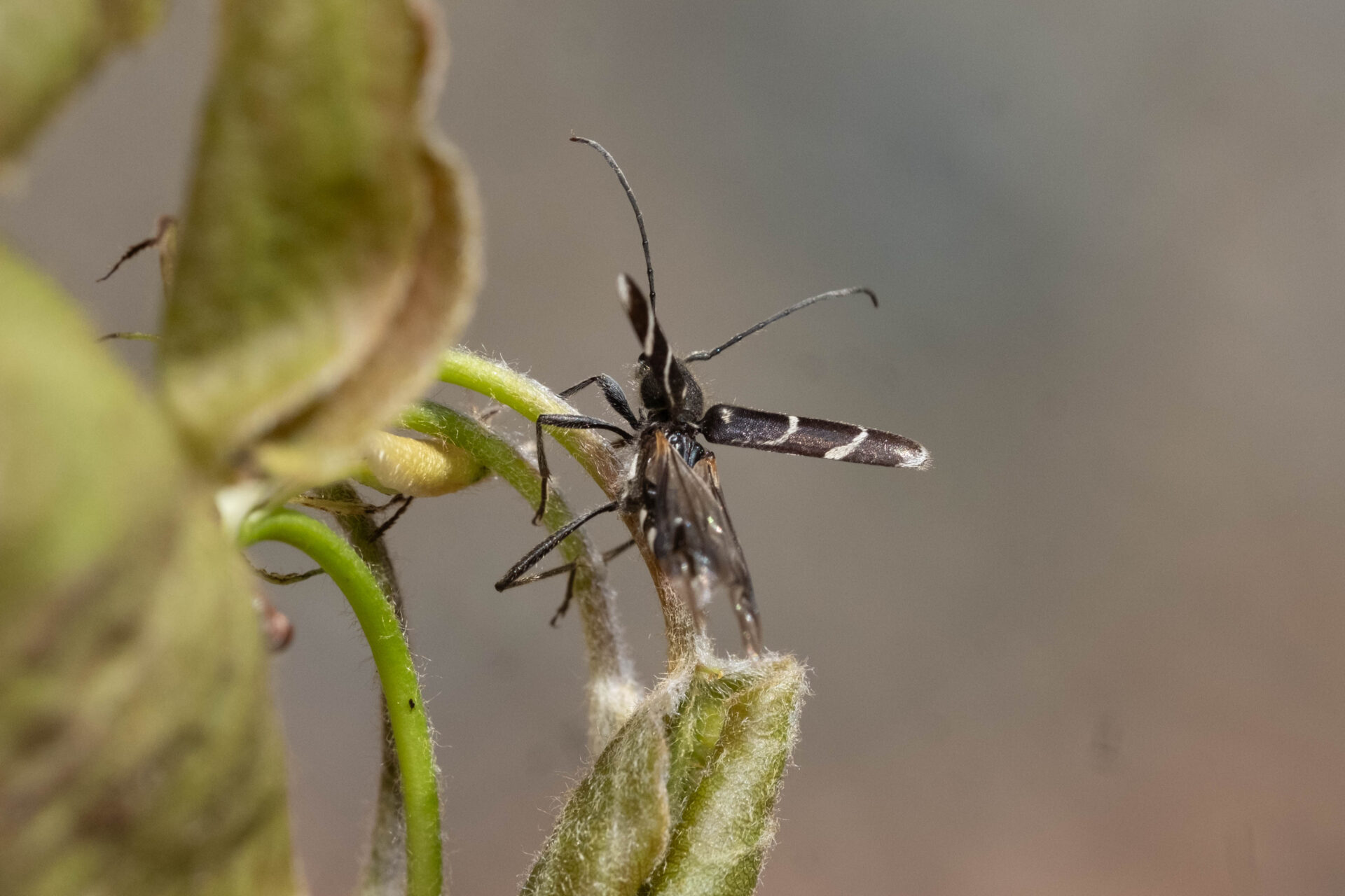 フォトギャラリー：ヤマトシロオビトラカミキリ - (4)