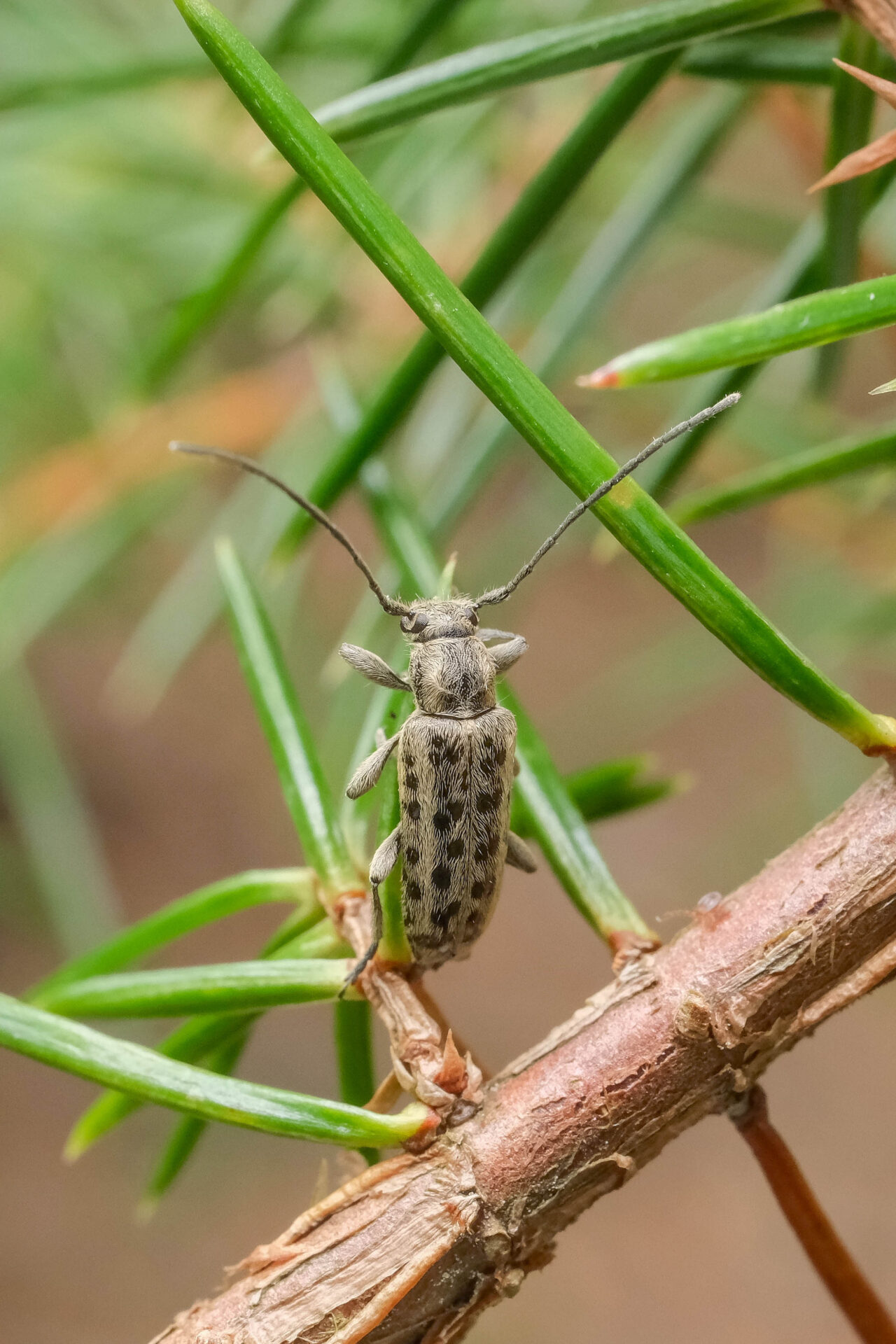 フォトギャラリー：ケブカマルクビカミキリ - (2)