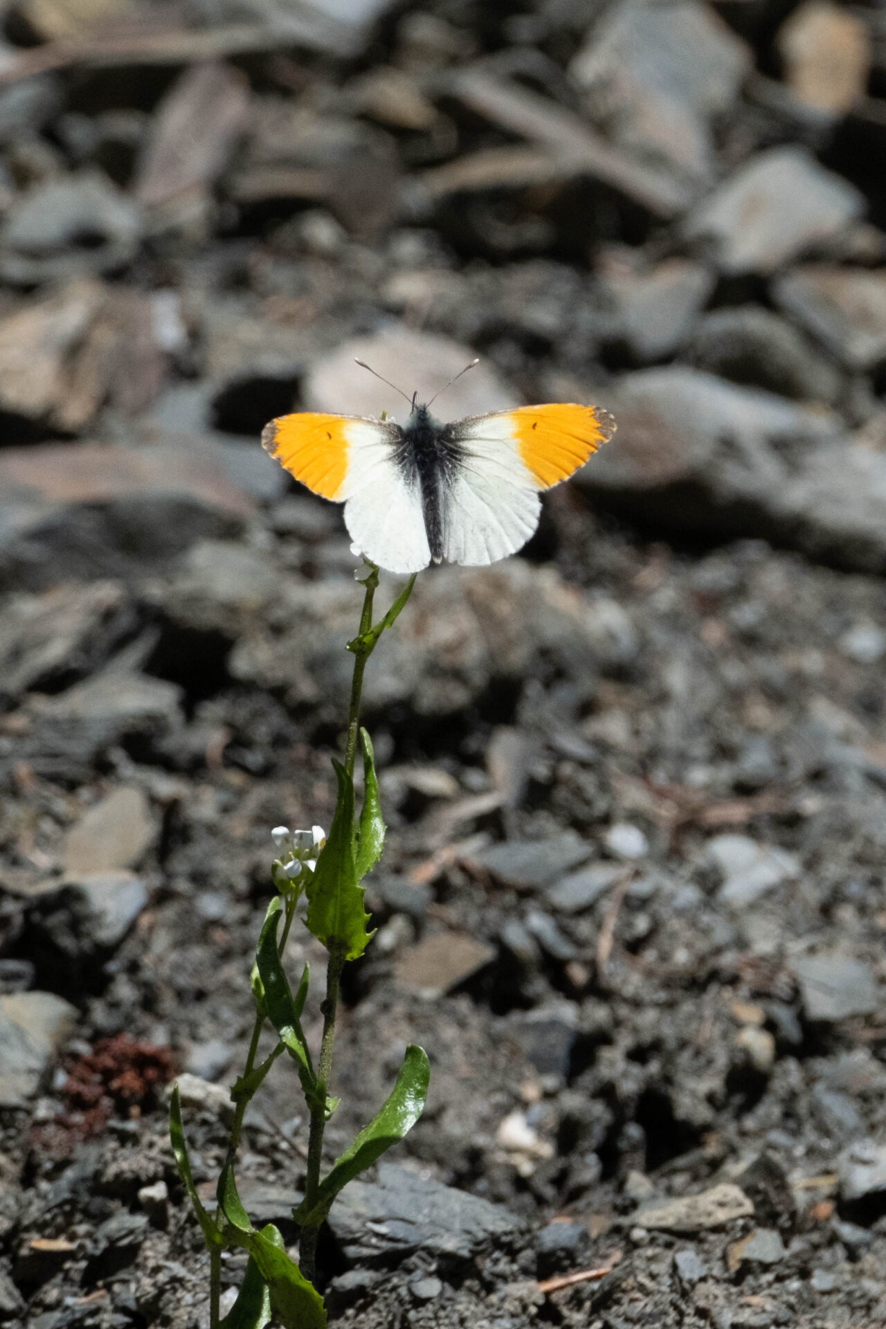 フォトギャラリー：クモマツマキチョウ - (6)