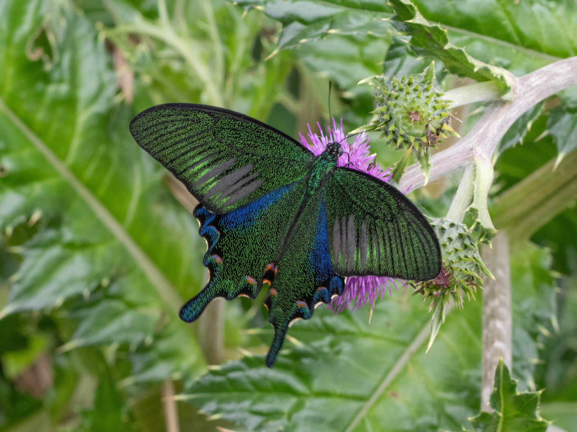 フォトギャラリー：ヤエヤマカラスアゲハ - (1)