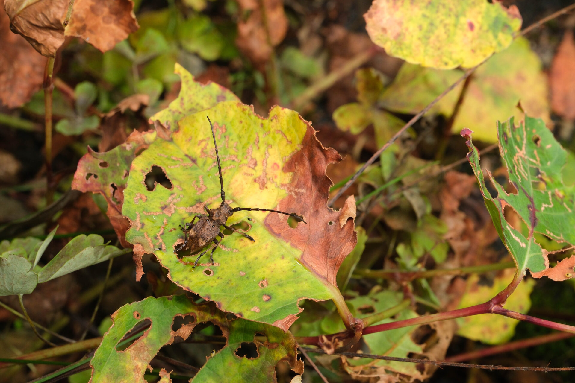フォトギャラリー：フジコブヤハズカミキリ