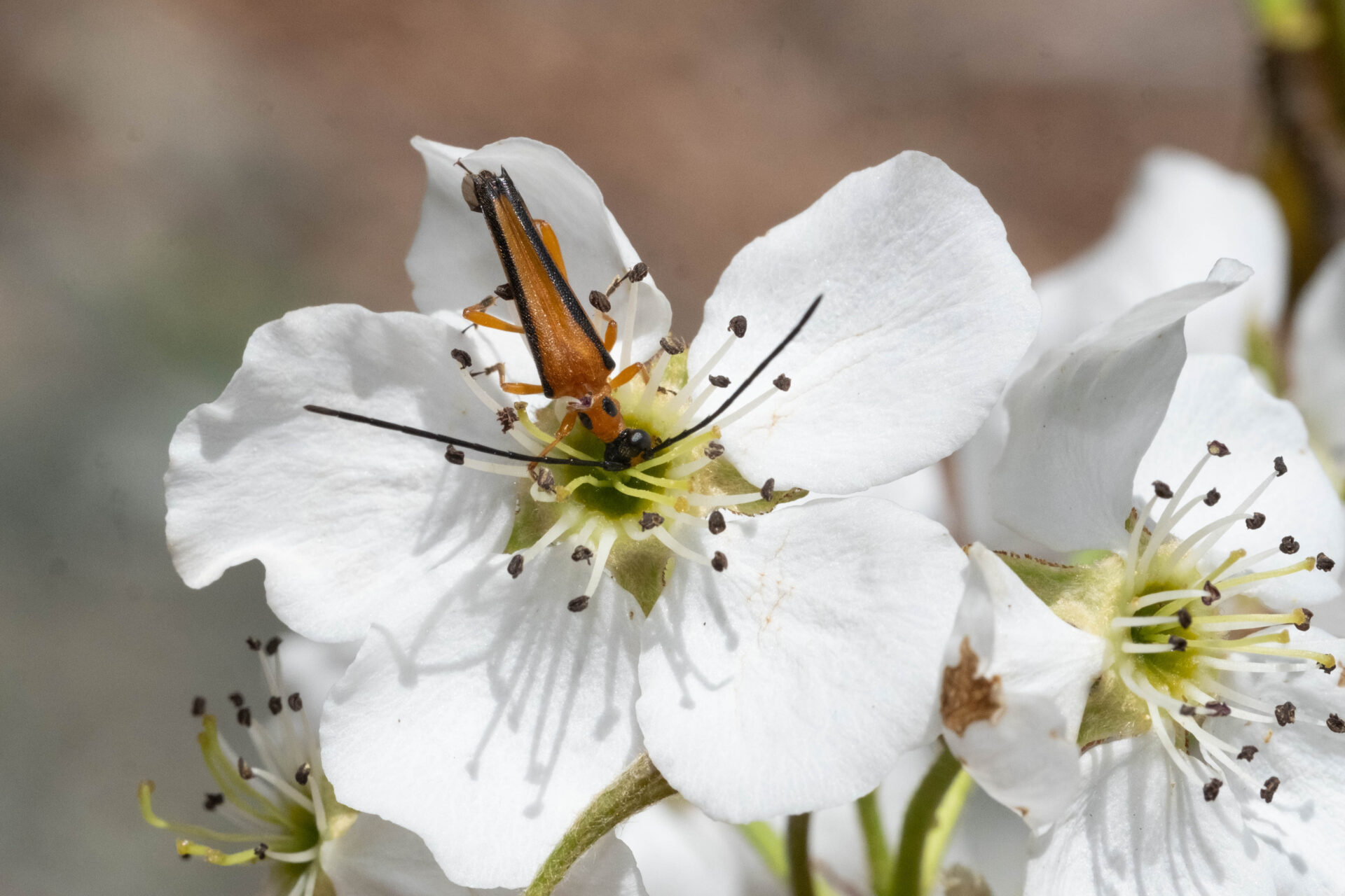フォトギャラリー：カエデノヘリグロハナカミキリ