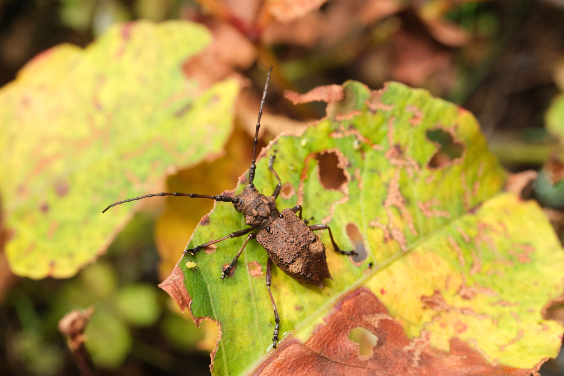 フォトギャラリー：フジコブヤハズカミキリ - (2)