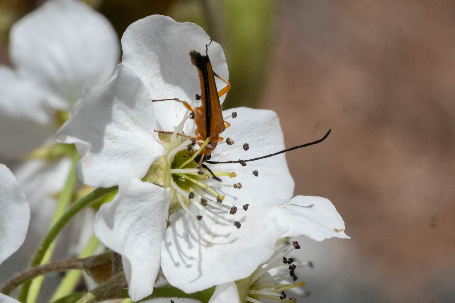フォトギャラリー：カエデノヘリグロハナカミキリ - (2)