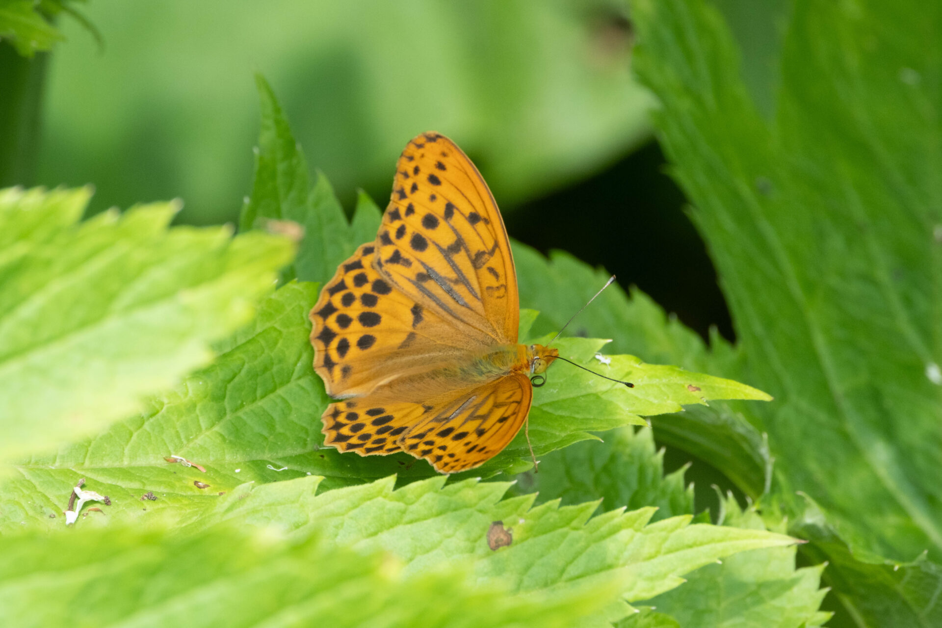 フォトギャラリー：メスグロヒョウモン