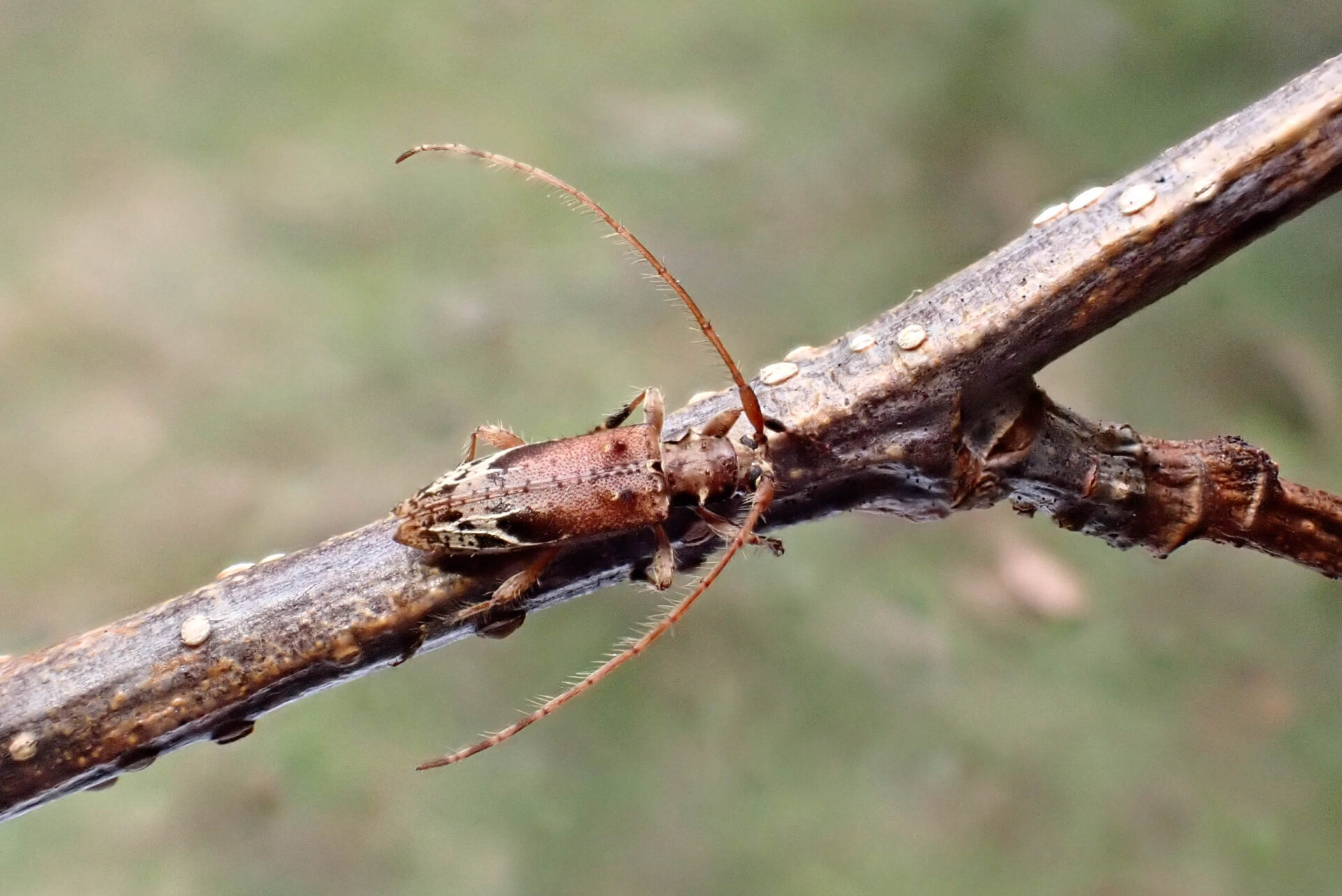 フォトギャラリー：クモノスモンサビカミキリ