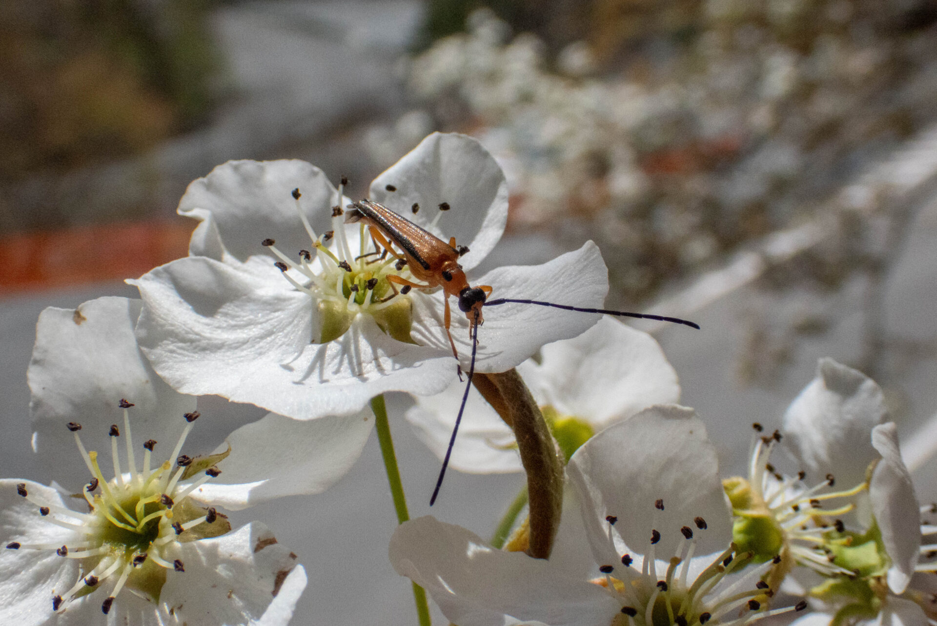 フォトギャラリー：カエデノヘリグロハナカミキリ - (3)