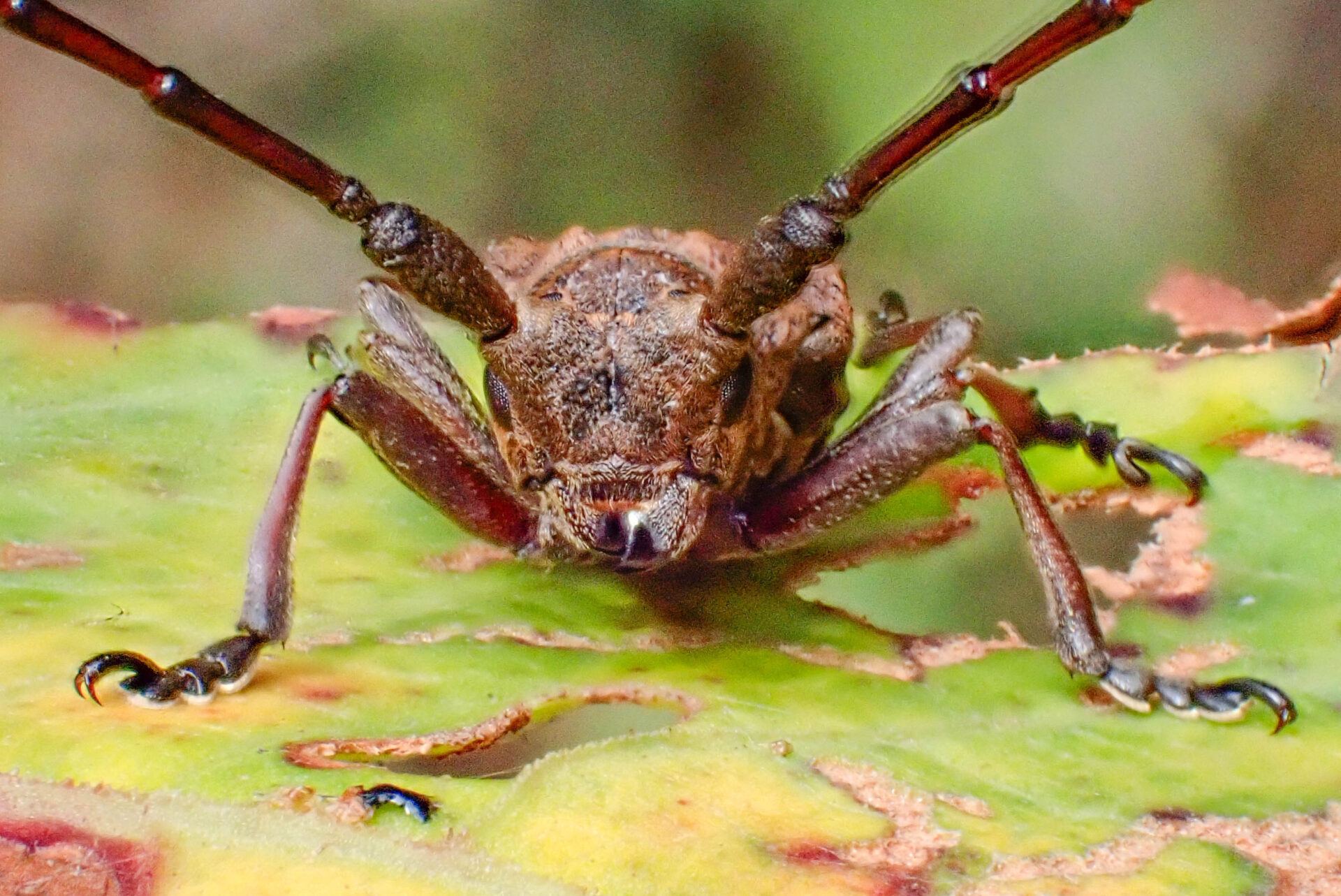 フォトギャラリー：フジコブヤハズカミキリ - (3)